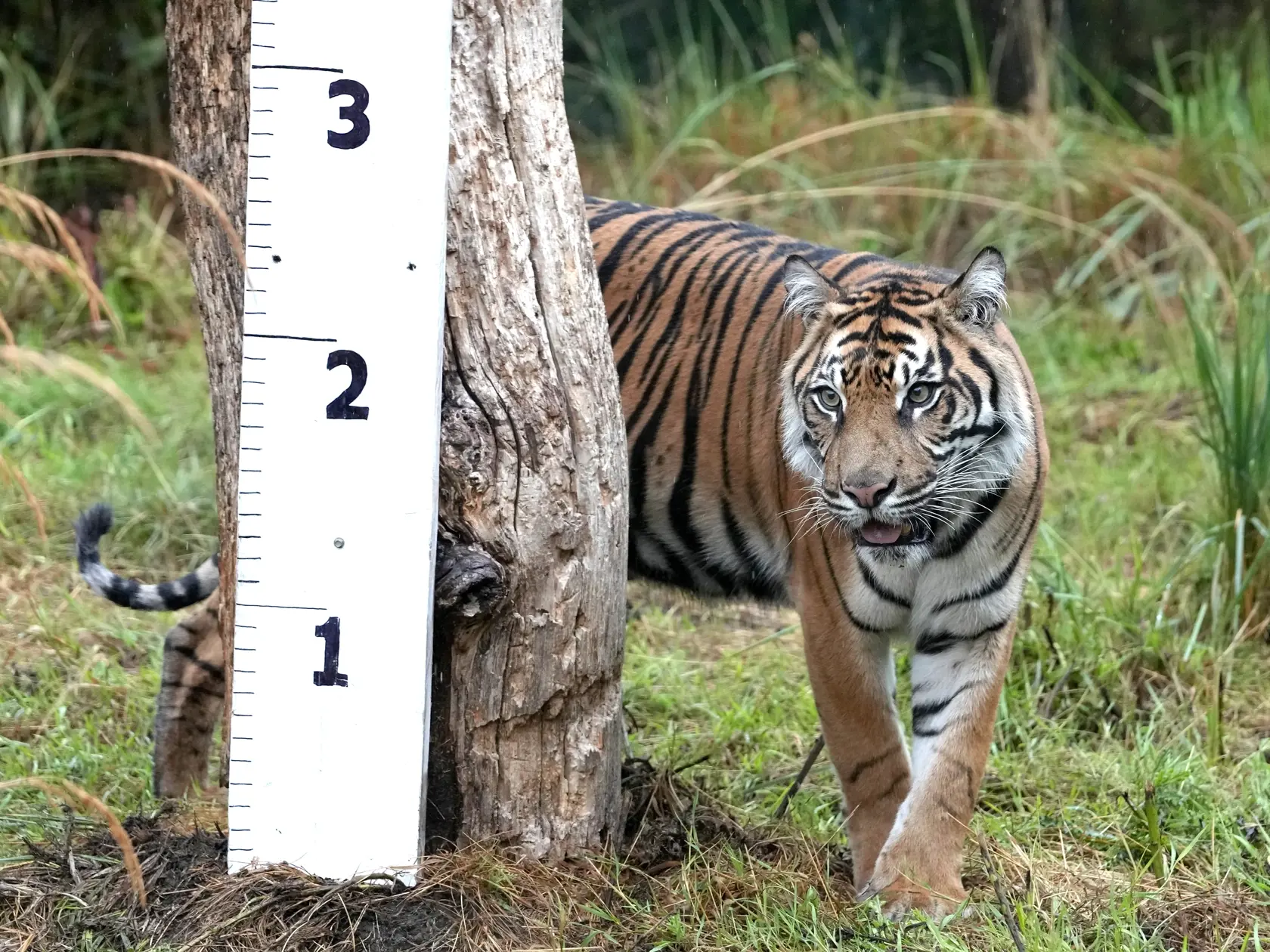 KK5 Londýn - Na snímke tiger sumatranský počas každoročného váženia a merania 26. augusta 2021 v londýnskej zoo. FOTO TASR/AP
Geysha a Sumatran Tiger inspects a ruler set up to measure her at ZSL London Zoo, in London, Thursday, Aug. 25, 2022. The annual weigh-in is an opportunity for keepers at ZSL London Zoo to make sure the information they've recorded is up-to-date and accurate, with each measurement then added to the Zoological Information Management System (ZIMS), a database shared with zo