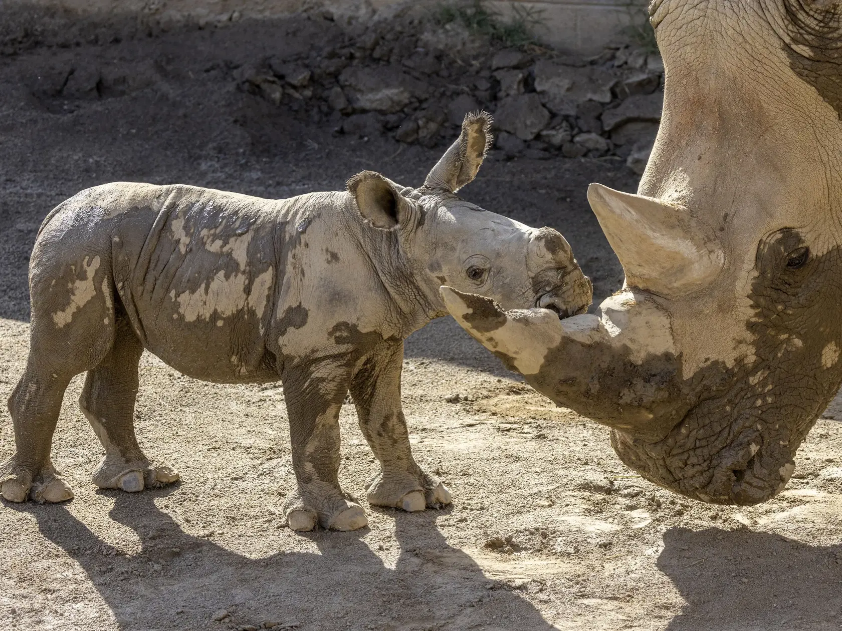 PK 30 San Diego - Na snímke poskytnutej zoologickou záhradou v americkom San Diegu samčie mláďa nosorožca tuponosého južného (Ceratotherium simum simum) stojí pri svojej matke po váľaní sa v bahne v Centre na záchranu nosorožcov Nikity Kahnovej v ZOO v San Diegu 12. augusta 2022. FOTO TASR/AP

In this photo provided by the San Diego Zoo Wildlife Alliance, a male southern white rhino calf stands with his mother after playing in a mud wallow at Nikita Kahn Rhino Rescue Center at the San Diego Zoo 
