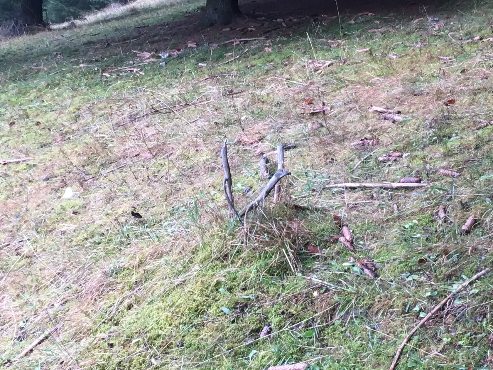 Miesto možného hrobu Paľa Rýpala. 