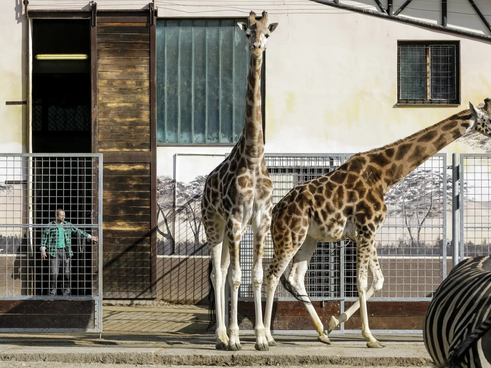 Na snímke chovateľ vypúšťa do výbehu žirafy Rothschildove v bratislavskej ZOO, ktorá je od 9. marca uzatvorená pre verejnosť až do odvolania pre šíriaci sa koronavírus. V Bratislave 19. marca 2020. FOTO TASR - Dano Veselský