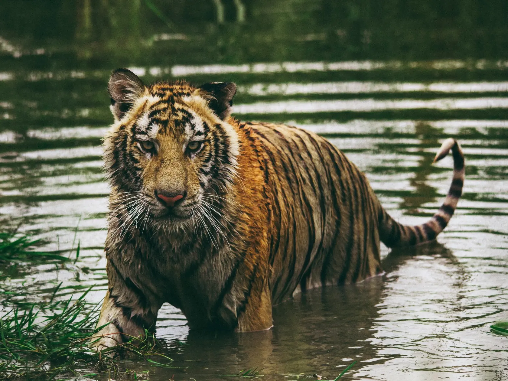 Tiger mal ujsť z tamojšej zoologickej záhrady (Ilustračné foto)