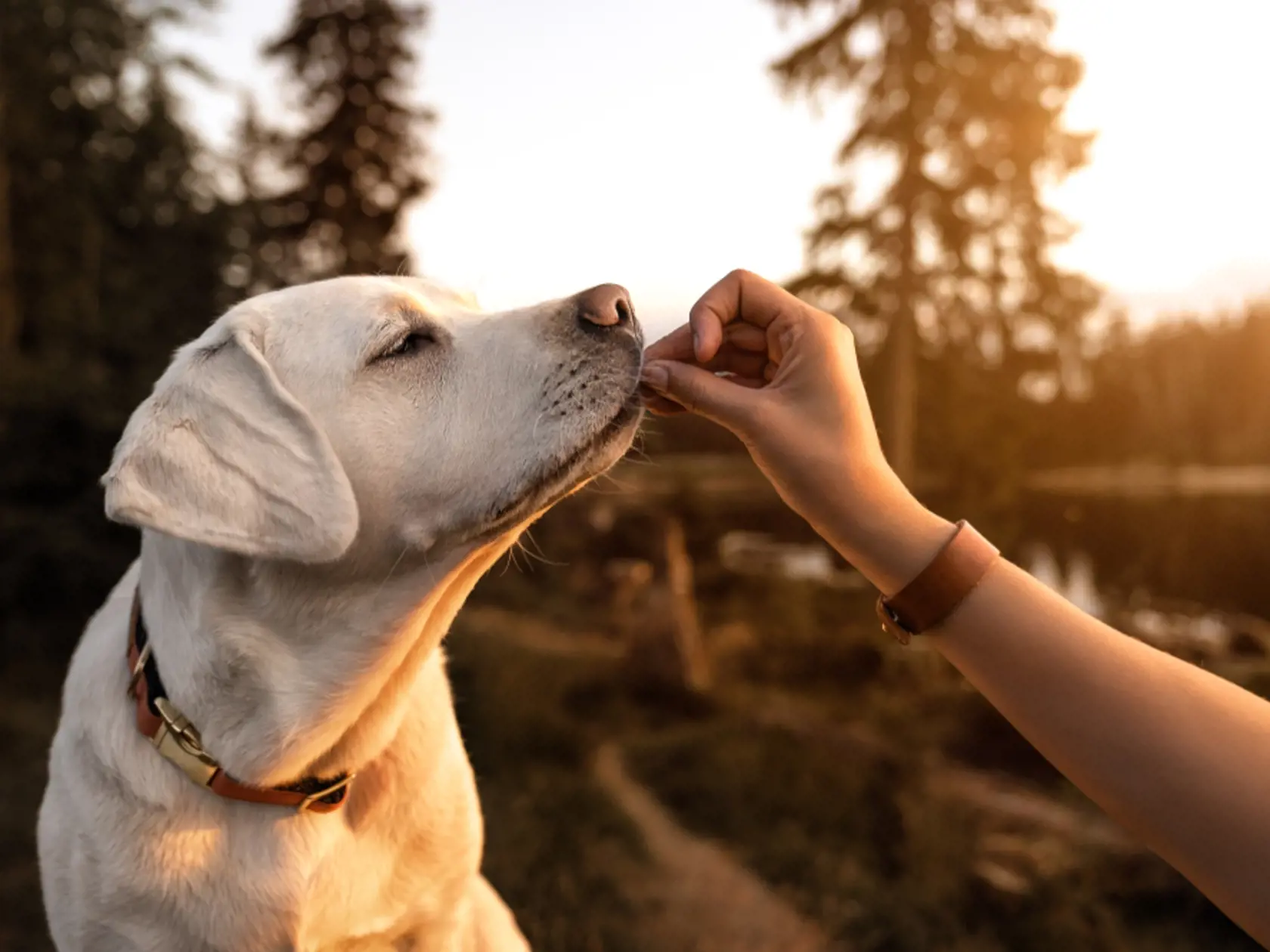 Labrador je veľmi obľúbeným plemenom. Nečudo, keďže tieto psy patria medzi najinteligentnejšie plemená na svete.