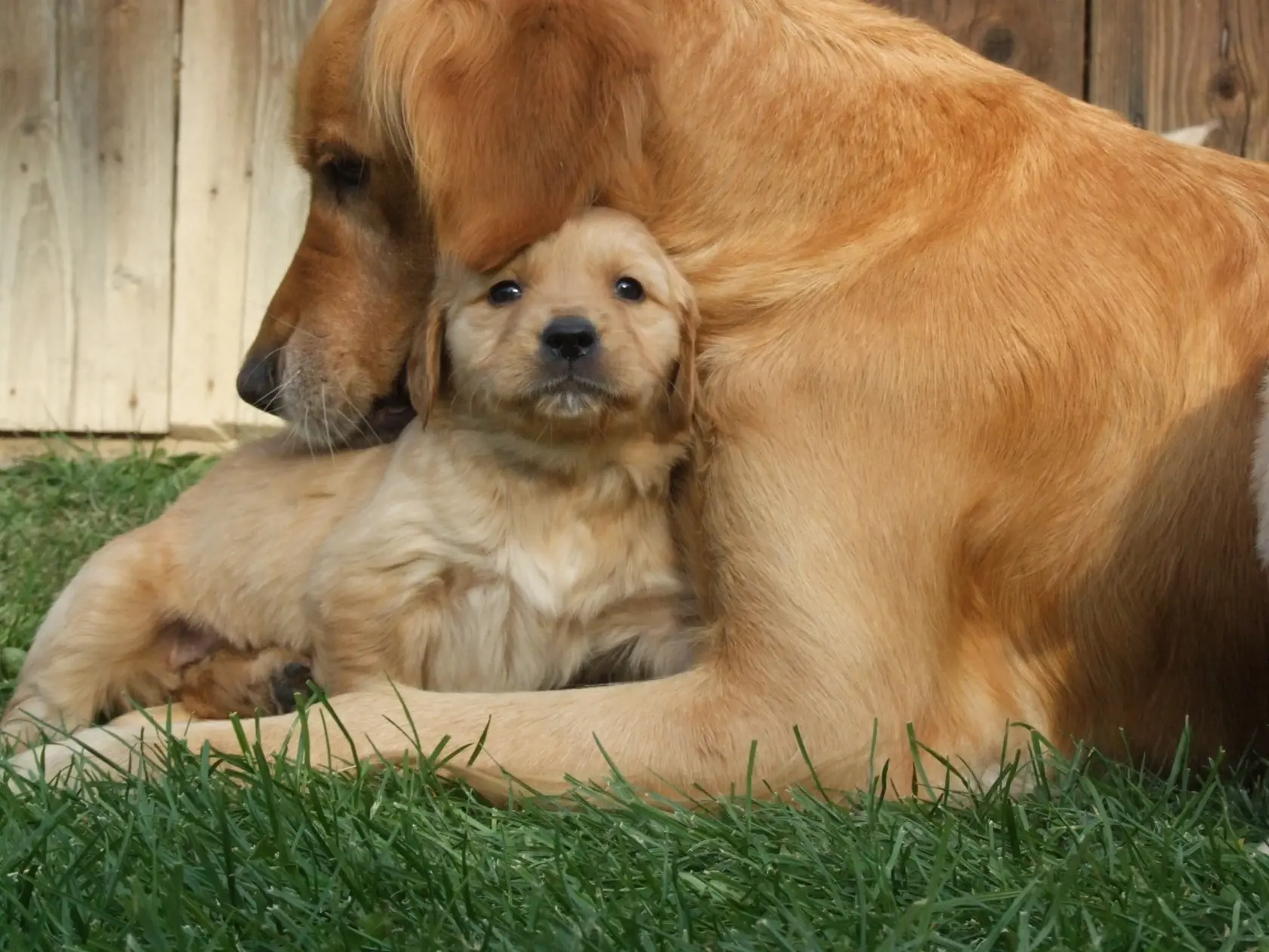 Zlatý retriever je veľmi obľúbené rodinné plemeno.