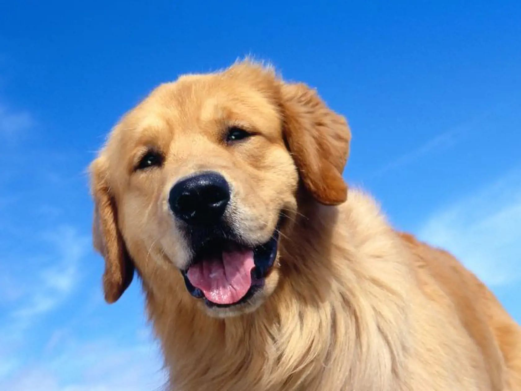 Zlatý retriever je výborný rodinný pes s láskavou povahou. Kvôli svojej zvedavej povahe sa umiestnil na 4. mieste v rebríčku najmúdrejších psov!