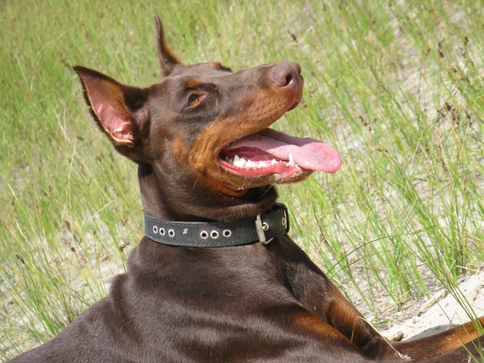 Plemeno Doberman sa umiestnilo na 5 mieste v rebríčku najinteligentnejších psov. Sú to veľmi lojálne a učenlivé psy, ktoré sa hodia aj do rodiny s deťmi.