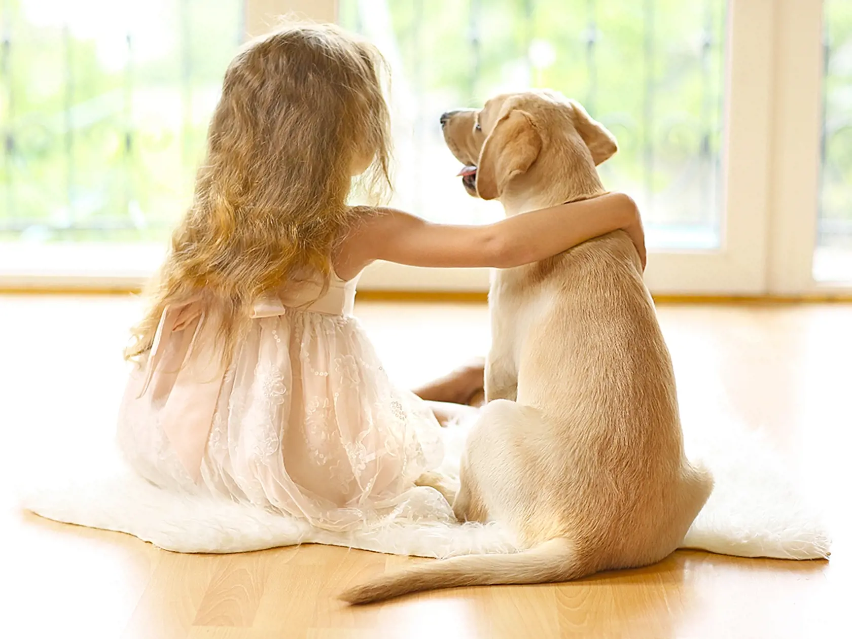 Labrador je veľmi obľúbeným rodinným plemenom. Okrem toho sa však aj ľahko a rád učí, vďaka čomu sa umiestnil na 7. mieste v rebríčku.