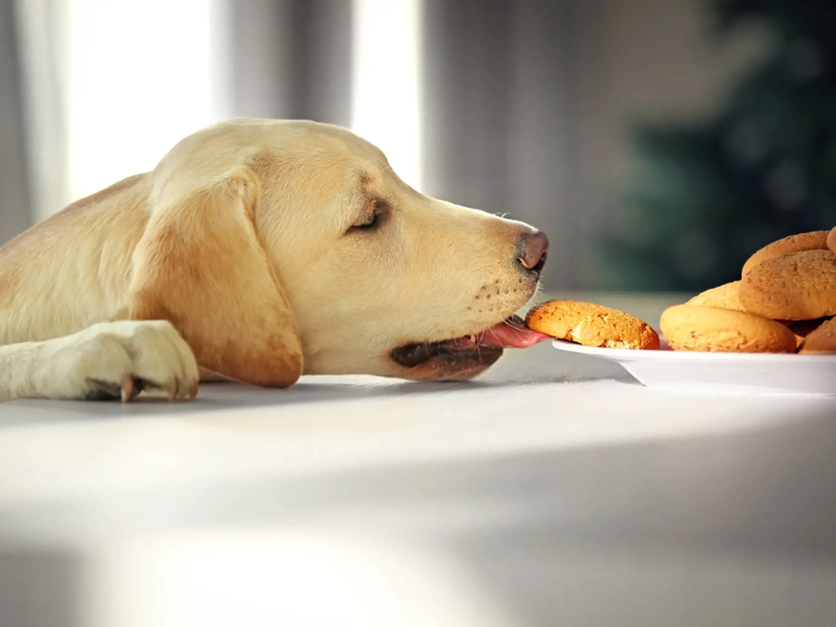 Labrador je známy aj pre svoju hravú a zvedavú povahu. Umiestnil sa na 7. mieste v rebríčku najmúdrejších psov.
