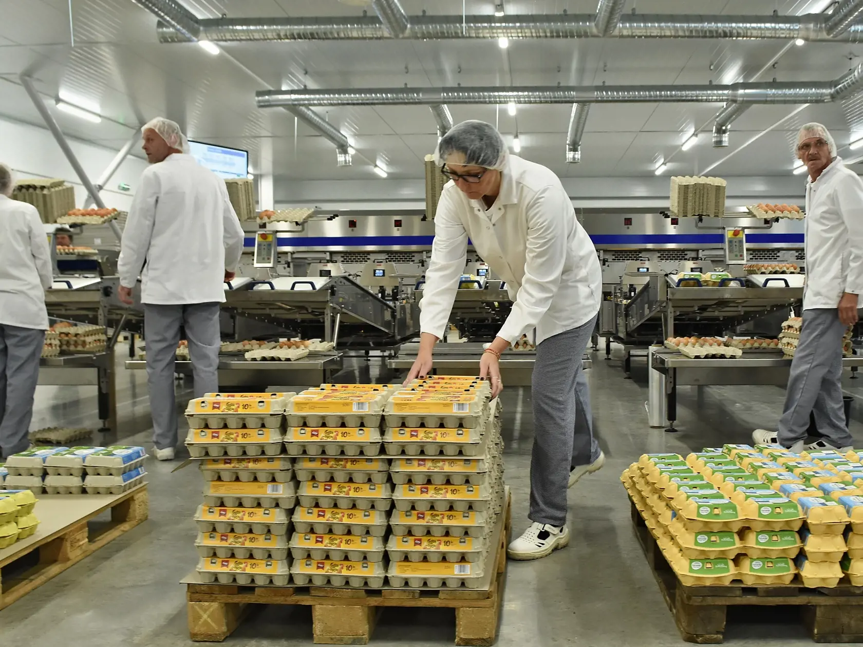 Z dôvodu rastu cien krmív podľa neho vzrástli počas roku 2021 aj náklady na odchov mladých nosníc o 20 %.