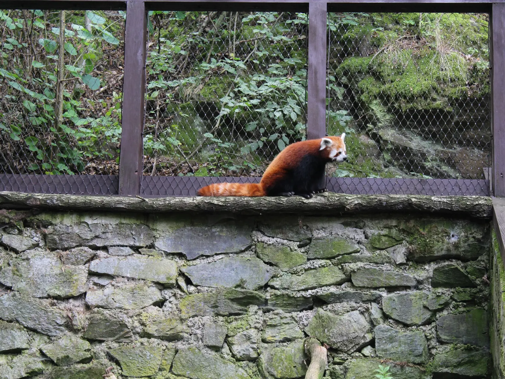Aj táto "malá" panda, ktorá sa radí medzi ohrozené živočíchy, obľubuje bambusy a bobule.