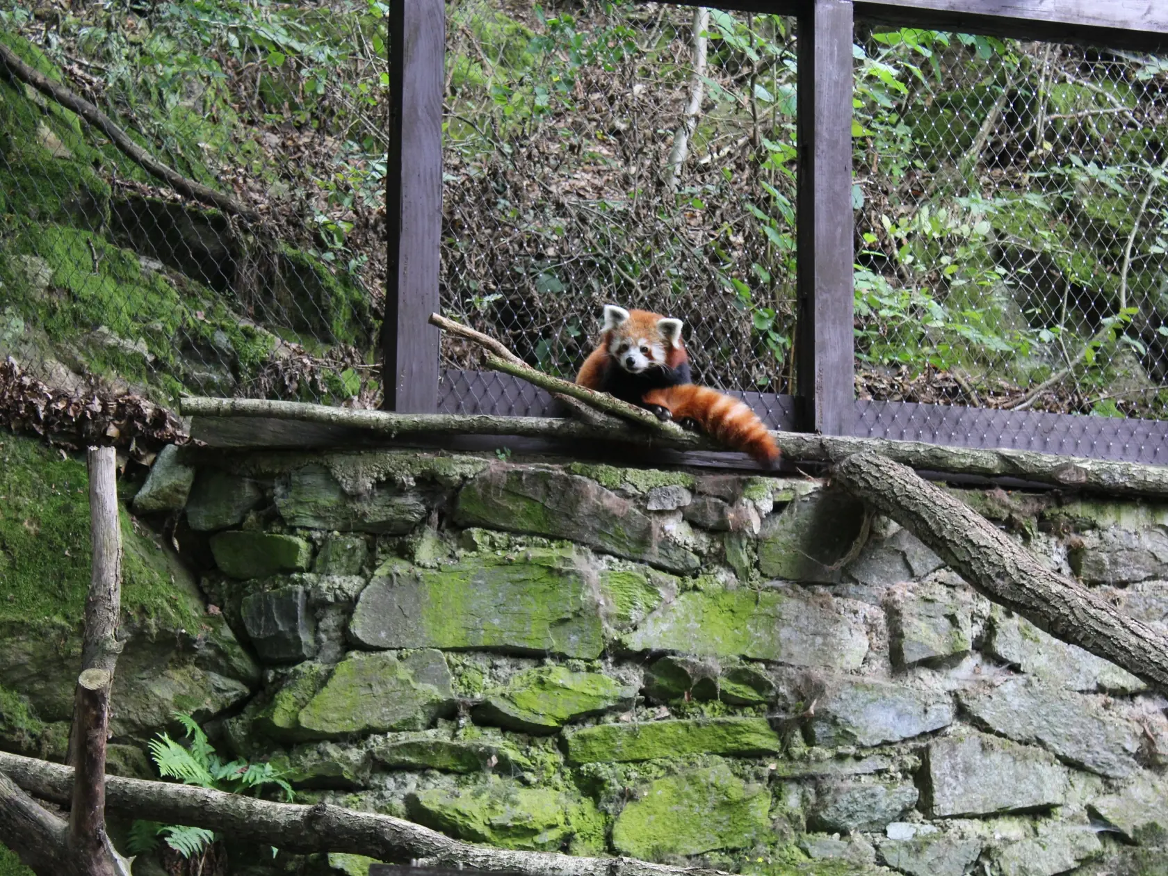 Aj táto "malá" panda, ktorá sa radí medzi ohrozené živočíchy, obľubuje bambusy a bobule.