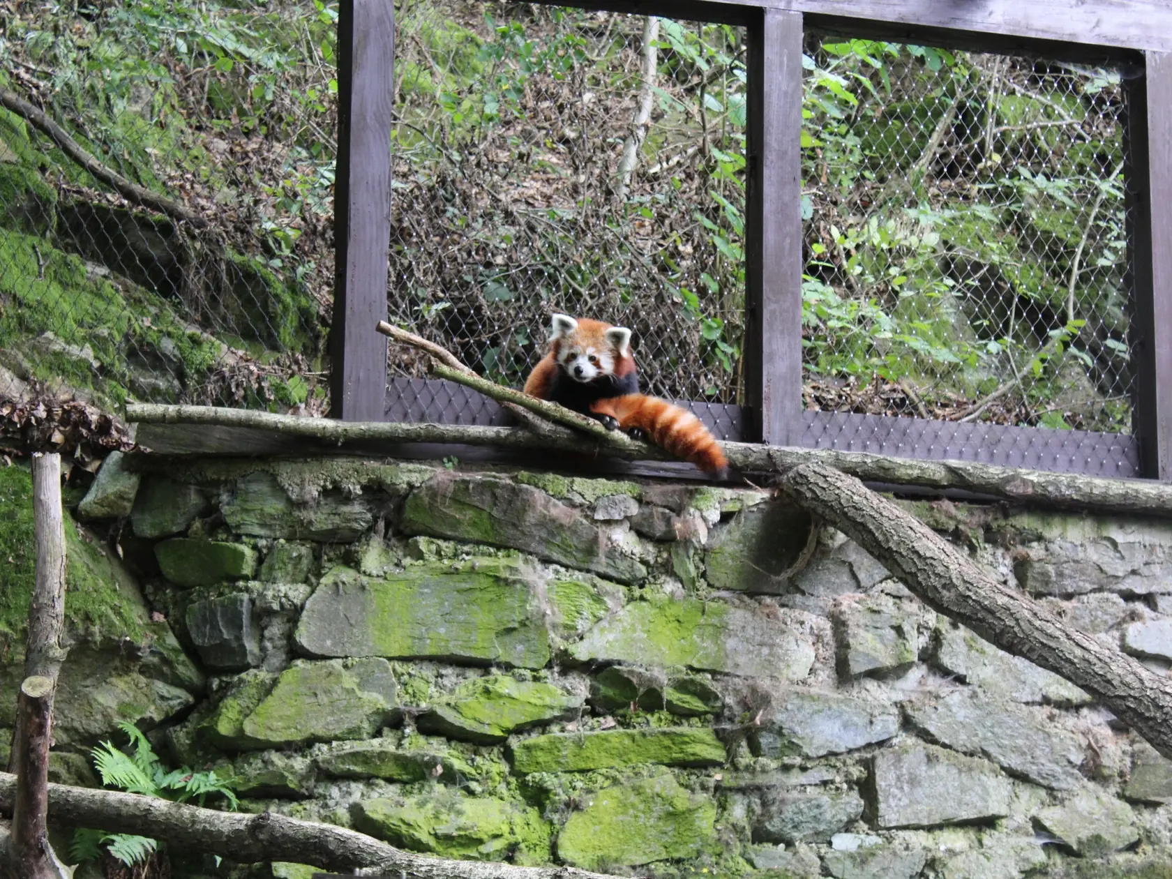 Aj táto "malá" panda, ktorá sa radí medzi ohrozené živočíchy, obľubuje bambusy a bobule.