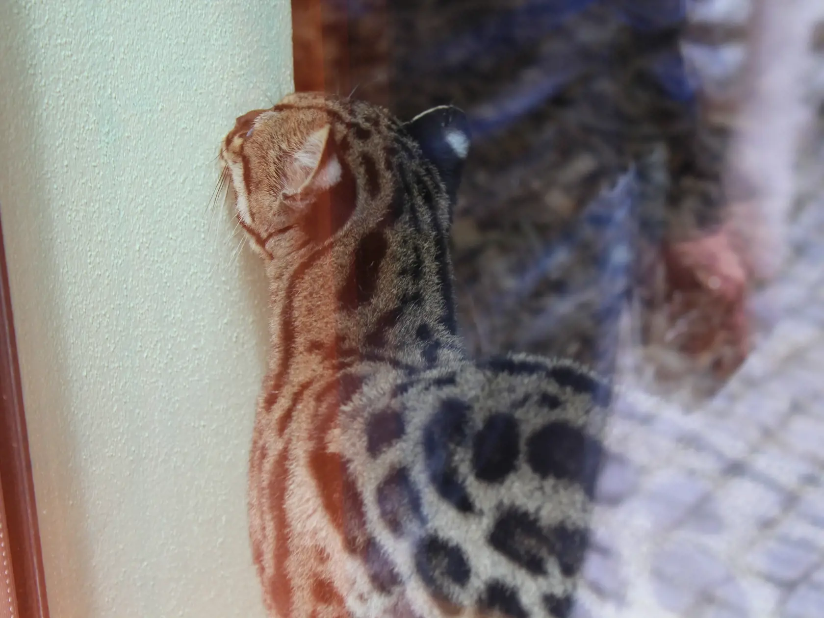 Zoologická záhrada v Košiciach sa pýši novým prírastkom. Pred pár dňami návštevníkom predstavili pár margajov.