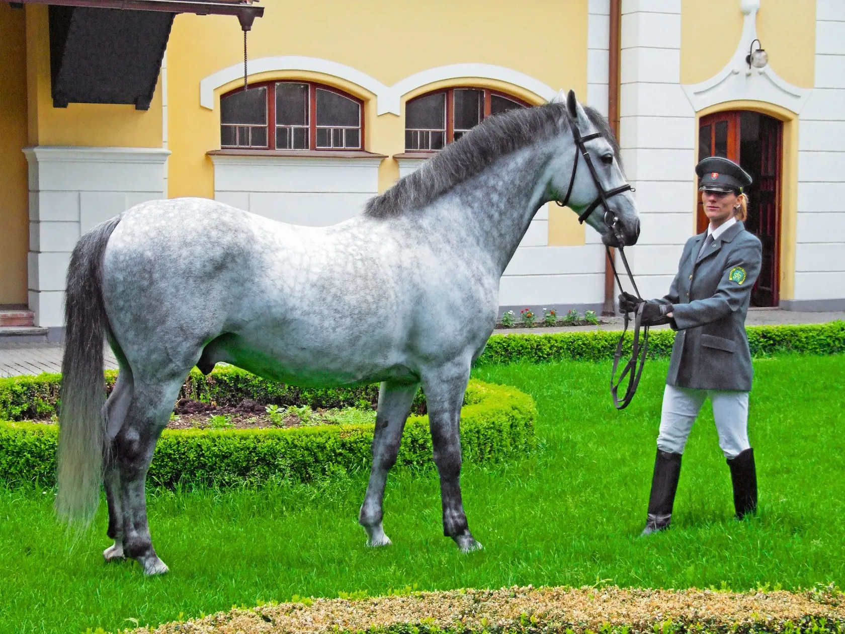 Lipicana dostala symbolicky do daru aj anglická kráľovná počas návštevy Slovenska. Žrebec Maestoso X-38 sa hrdí titulom Kôň Jej Veličenstva. Kráľovná Alžbeta II. sa rozhodla, že ponechá koňa na Slovensku, do Buckinghamského paláca si odniesla len album s jeho fotografiami. Všetky jeho ocenenia a trofeje zostávajú na Slovensku a panovníčku o nich len informujú. Návštevníci ho môžu obdivovať v topoľčianskom žrebčíne.