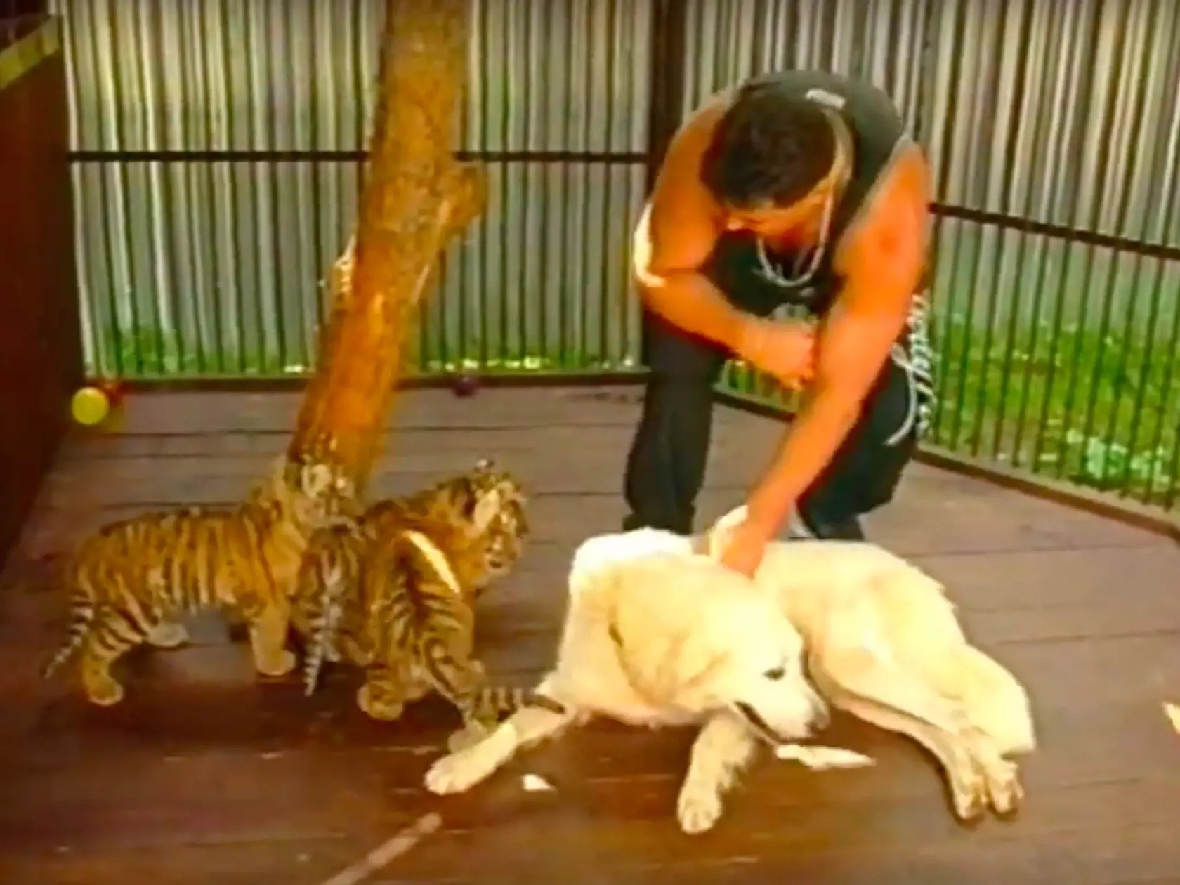 Mikuláš Černák a jeho tigre. Choval ich v čase, keď páchal svoje nejzávažnejšie zločiny. 