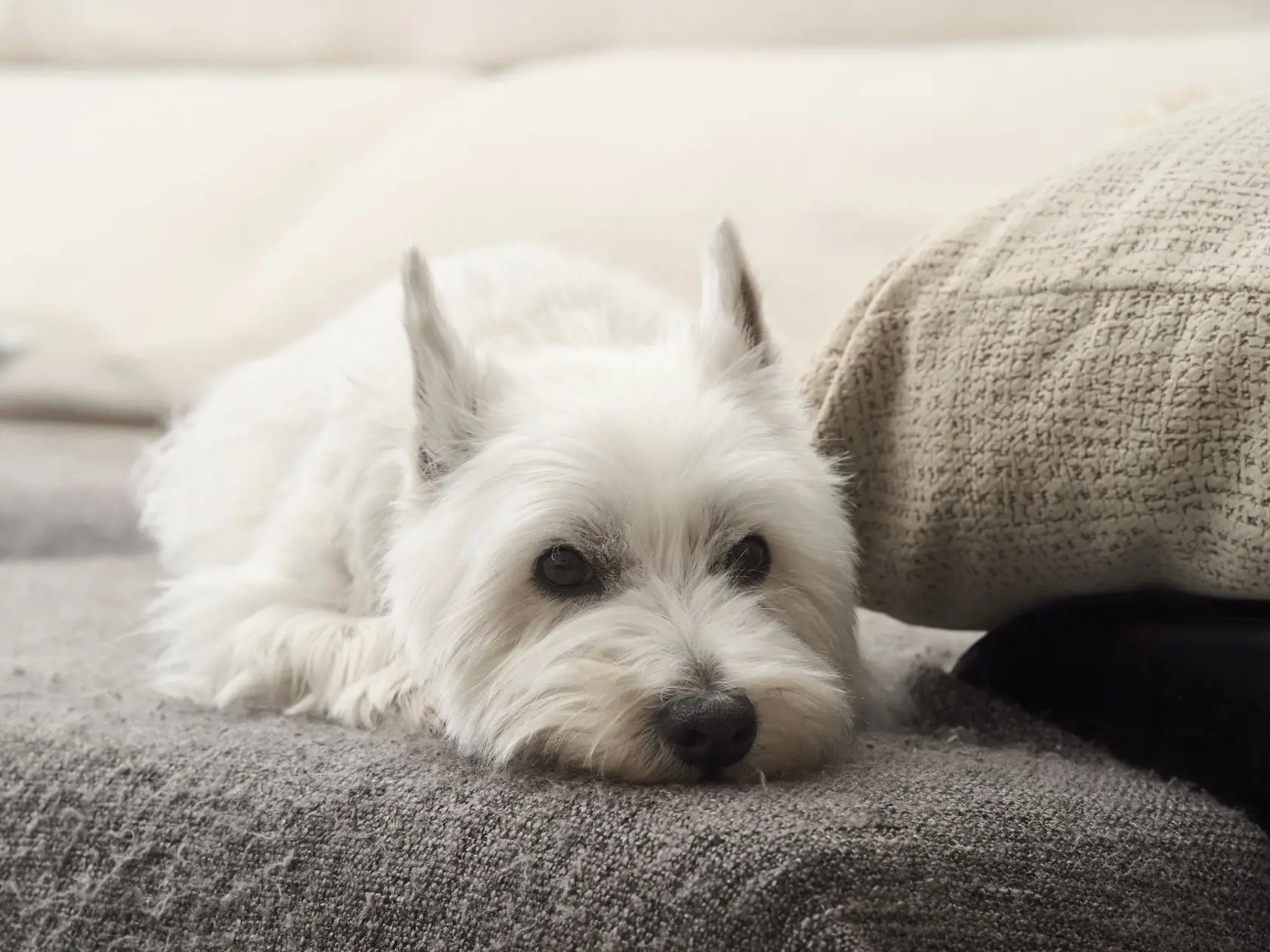 west highland terrier