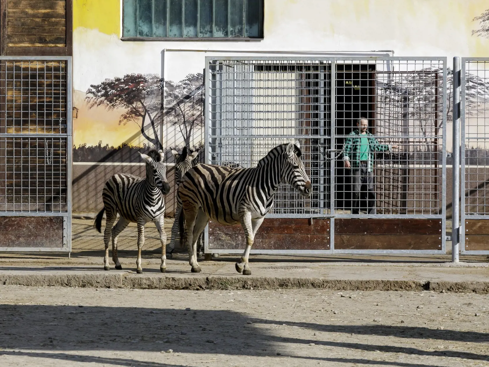 Na snímke chovateľ vypúšťa do výbehu zebry Chapmanove v bratislavskej ZOO, ktorá je od 9. marca uzatvorená pre verejnosť až do odvolania pre šíriaci sa koronavírus. V Bratislave 19. marca 2020. FOTO TASR - Dano Veselský