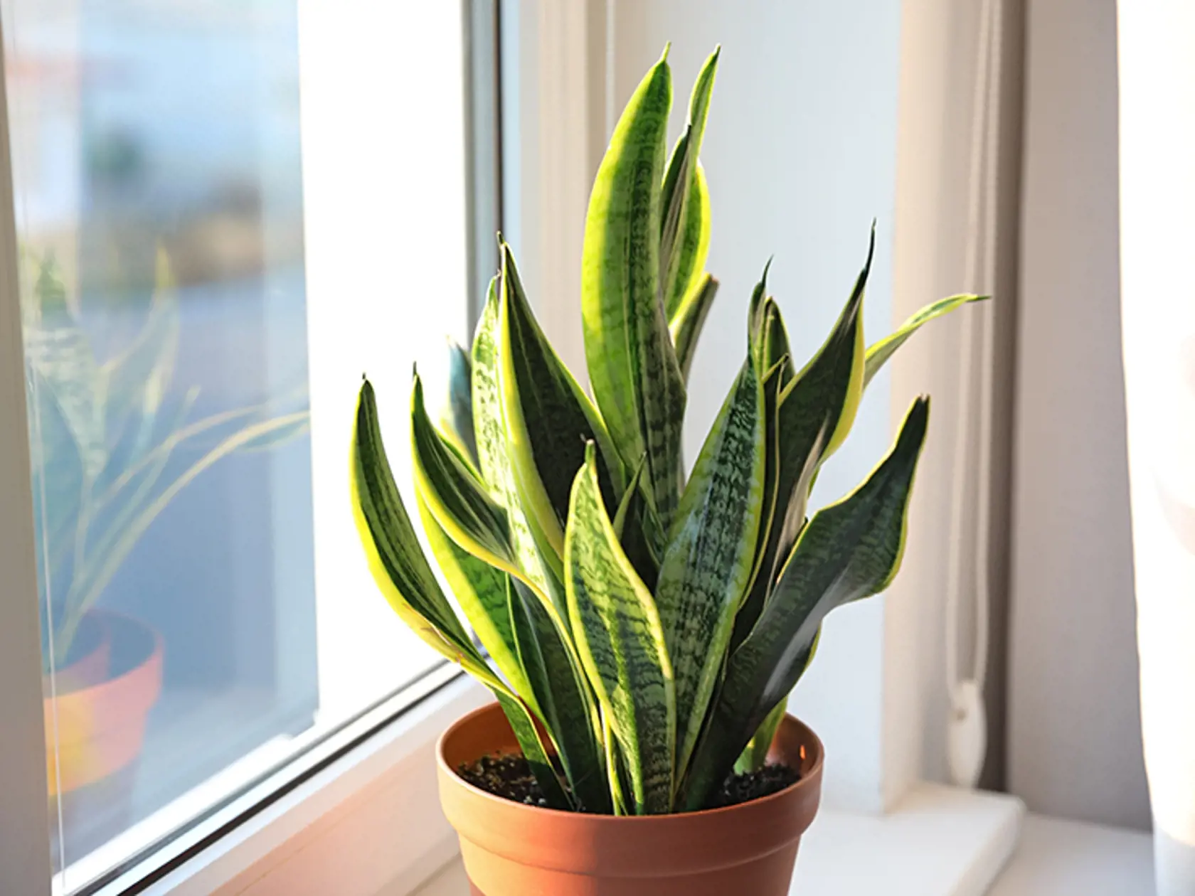 SANSEVIERIA ZLEPŠUJE DÝCHANIE