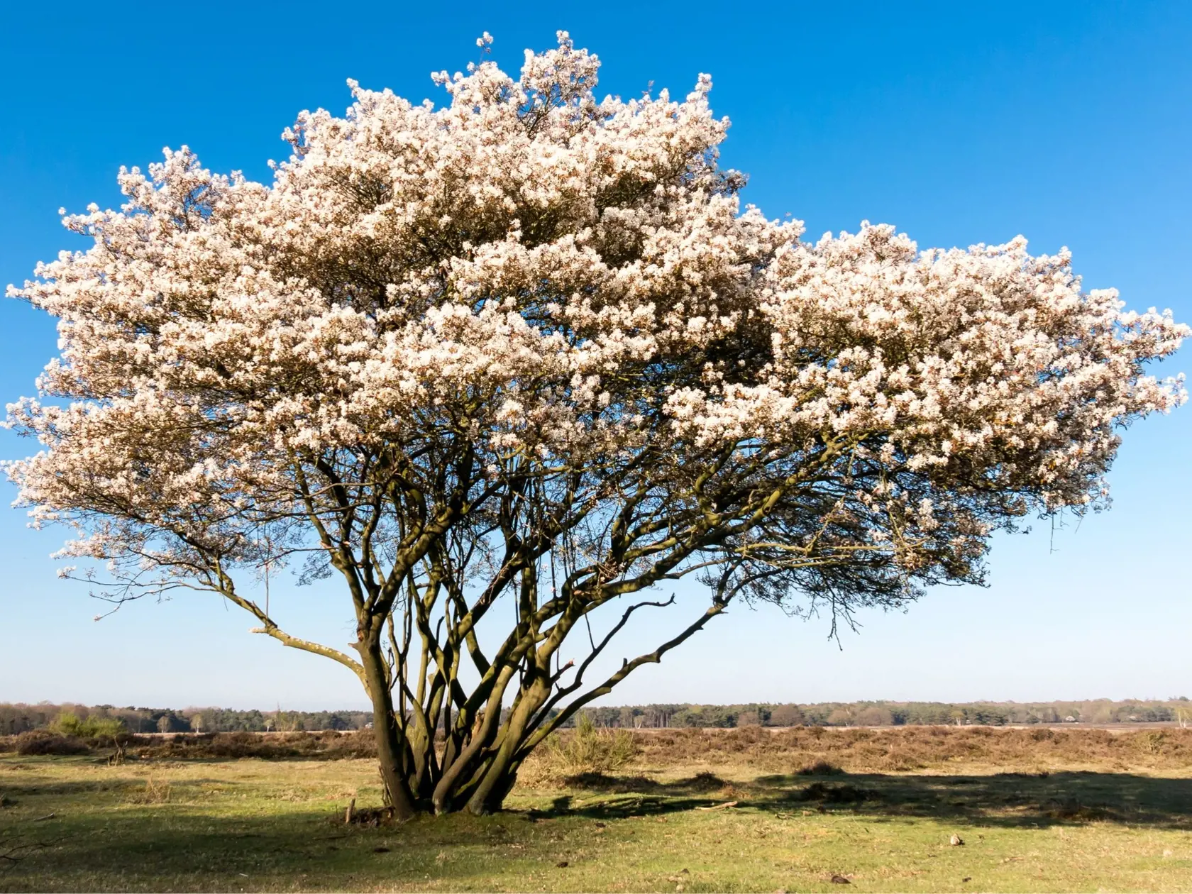 Muchovník lamarckov (Amelanchier lamarckii) je pôsobivý najmä vo forme viackmeňa.
