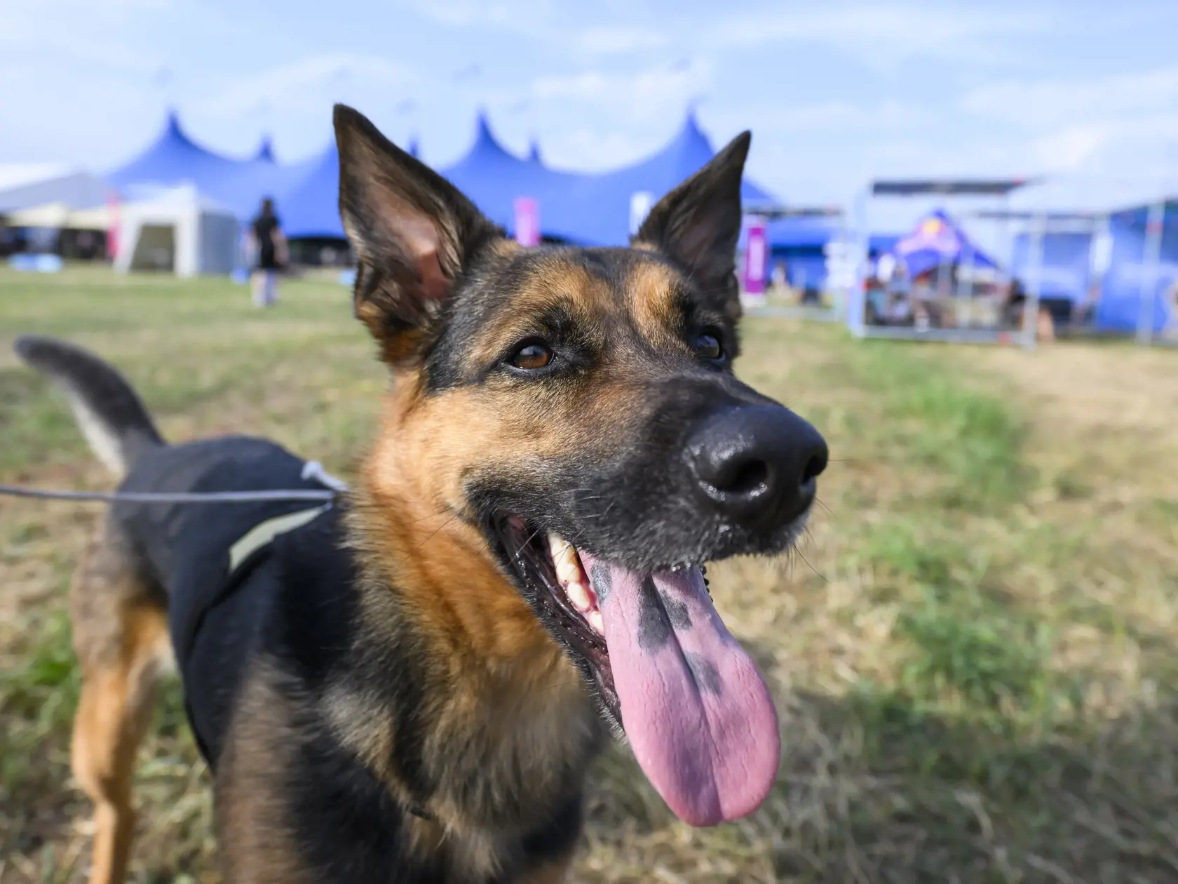 Na snímke pes počas druhého dňa 27. ročníka festivalu Pohoda v piatok 12. júla 2024 v Trenčíne.