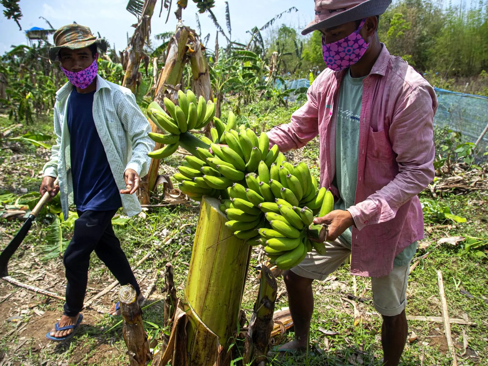 Farmári v provincii Gauhati za prísnych opatrení zberajú úrodu banánov.