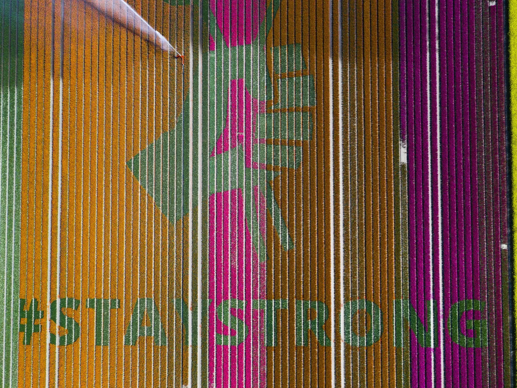 EBE 40 Bant - Na snímke nápis Zostaňte silní na farme s tulipánmi počas pandémie nového koronavírusu v belgickom Bante 26. apríla 2020. FOTO TASR/AP
Nursery S. Schouten created a message of support in times of the coronavirus reading "#StayStrong" by cutting of the flower heads in a field of tulips in Bant, Netherlands, Sunday, April 26, 2020. (AP Photo/Stef Hoffer)
