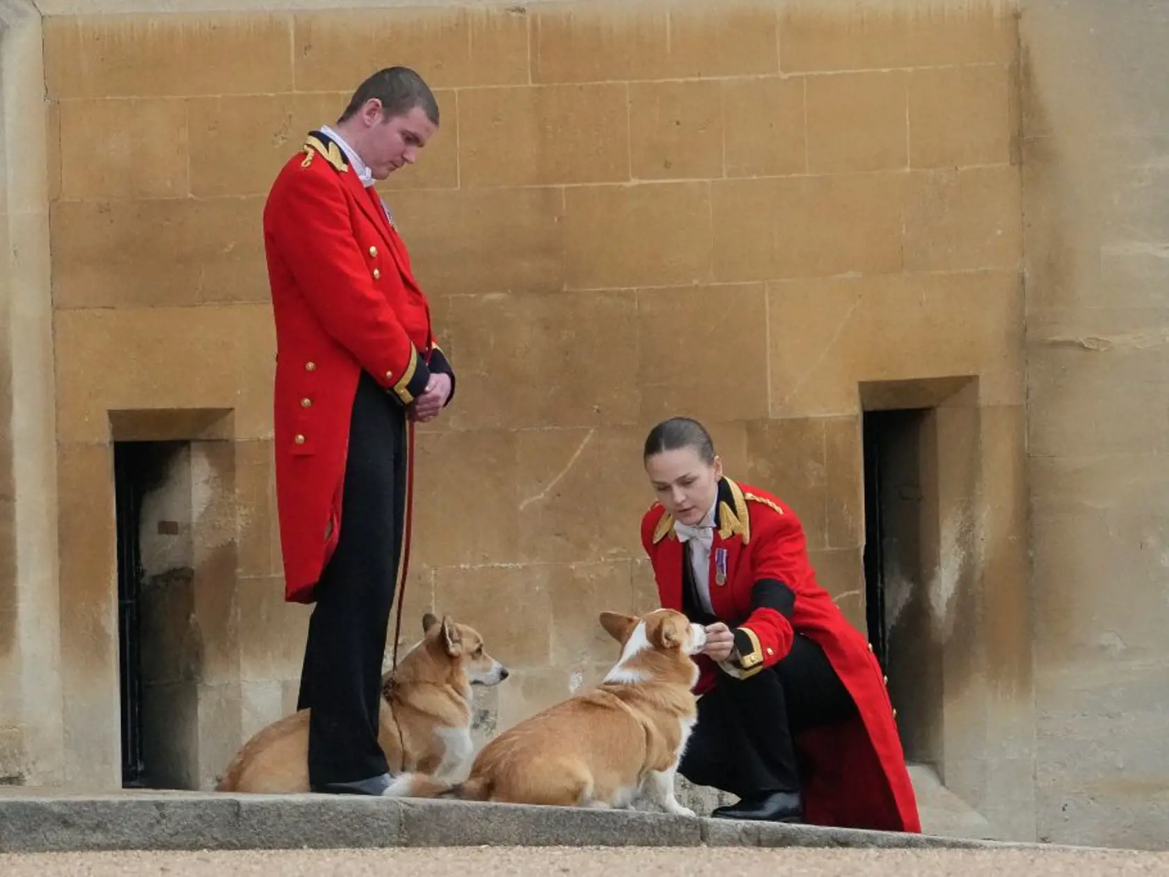 Na snímke psi plemena corgi Muick a Sandy čakajú na rakvu s pozostatkami zosnulej britskej kráľovnej Alžbety II.
