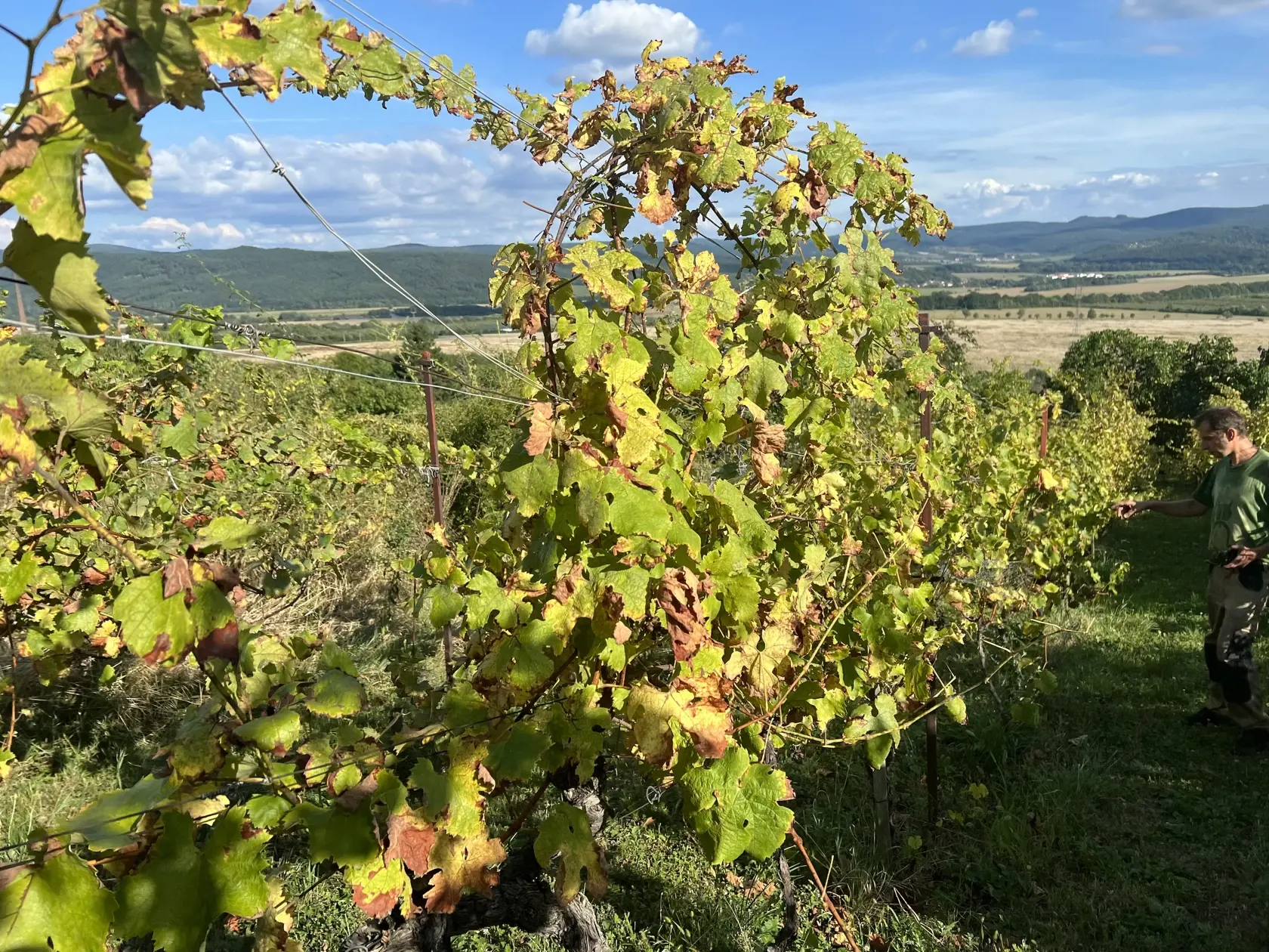 Jeho konzumácia je na Slovensku spojená s rôznymi slávnosťami a podujatiami, ale tam, kde sa víno považuje za významný produkt, ho nájdeme minimálne.