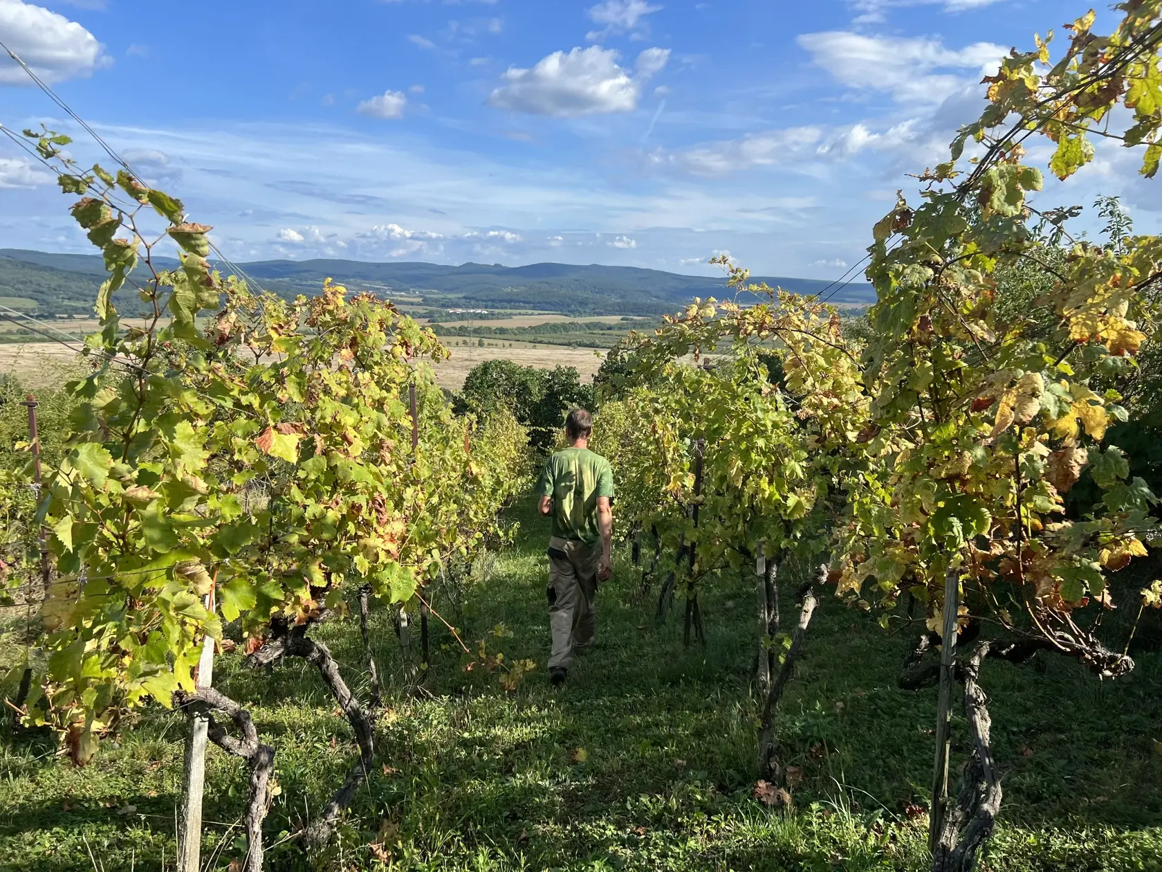 “Biely je populárnejší kvôli tomu, lebo vo všeobecnosti máme na Slovensku povysádzaných viac bielych odrôd. Preto vinári pri červených vínach vsadia skôr na istotu a snažia sa z neho skôr vyrobiť kvalitné červené víno,” ozrejmuje Bahna s tým, že tento nápoj nie je známy len u nás, ale aj inde vo svete.
