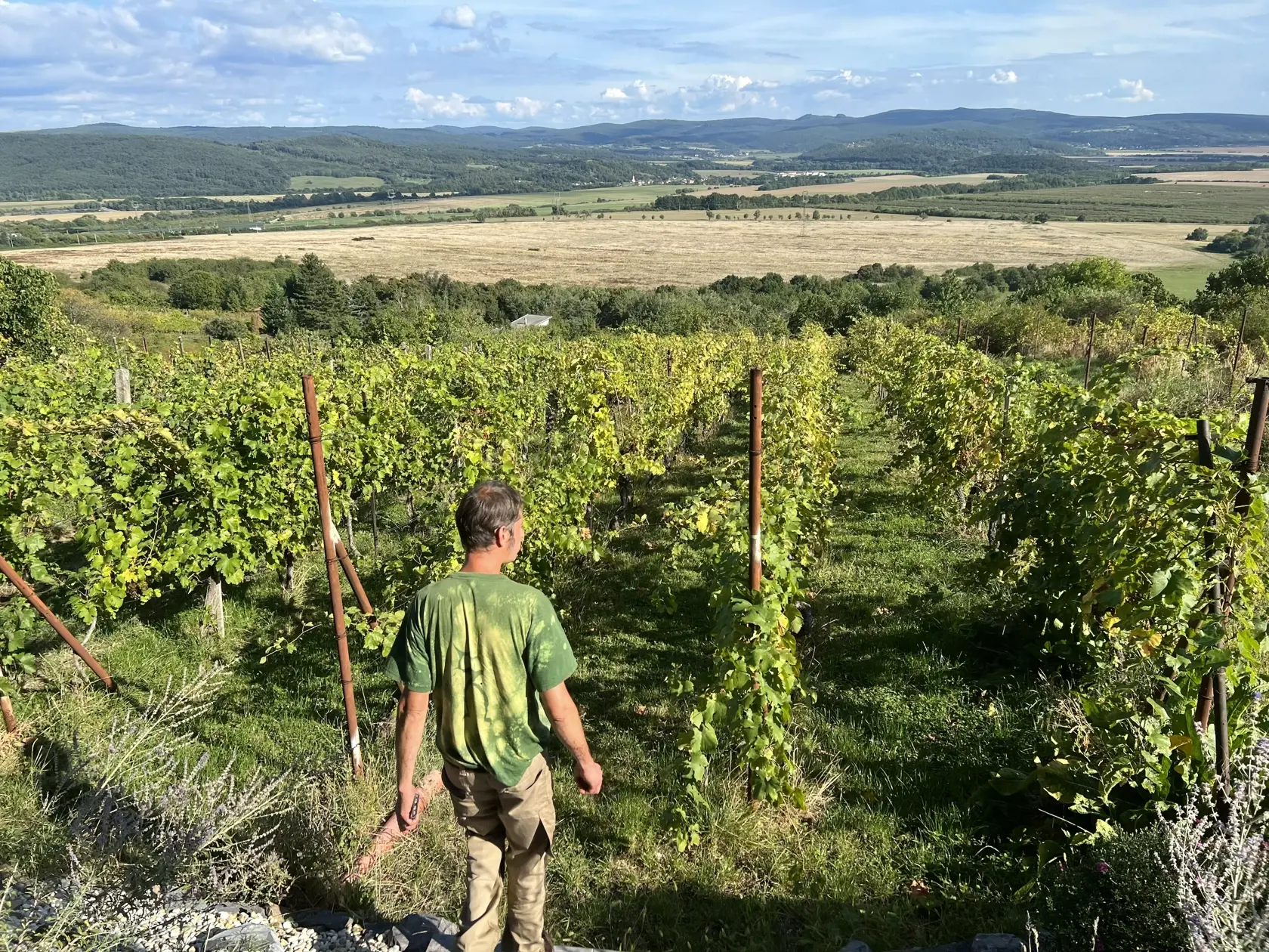 “Biely je populárnejší kvôli tomu, lebo vo všeobecnosti máme na Slovensku povysádzaných viac bielych odrôd. Preto vinári pri červených vínach vsadia skôr na istotu a snažia sa z neho skôr vyrobiť kvalitné červené víno,” ozrejmuje Bahna s tým, že tento nápoj nie je známy len u nás, ale aj inde vo svete.
