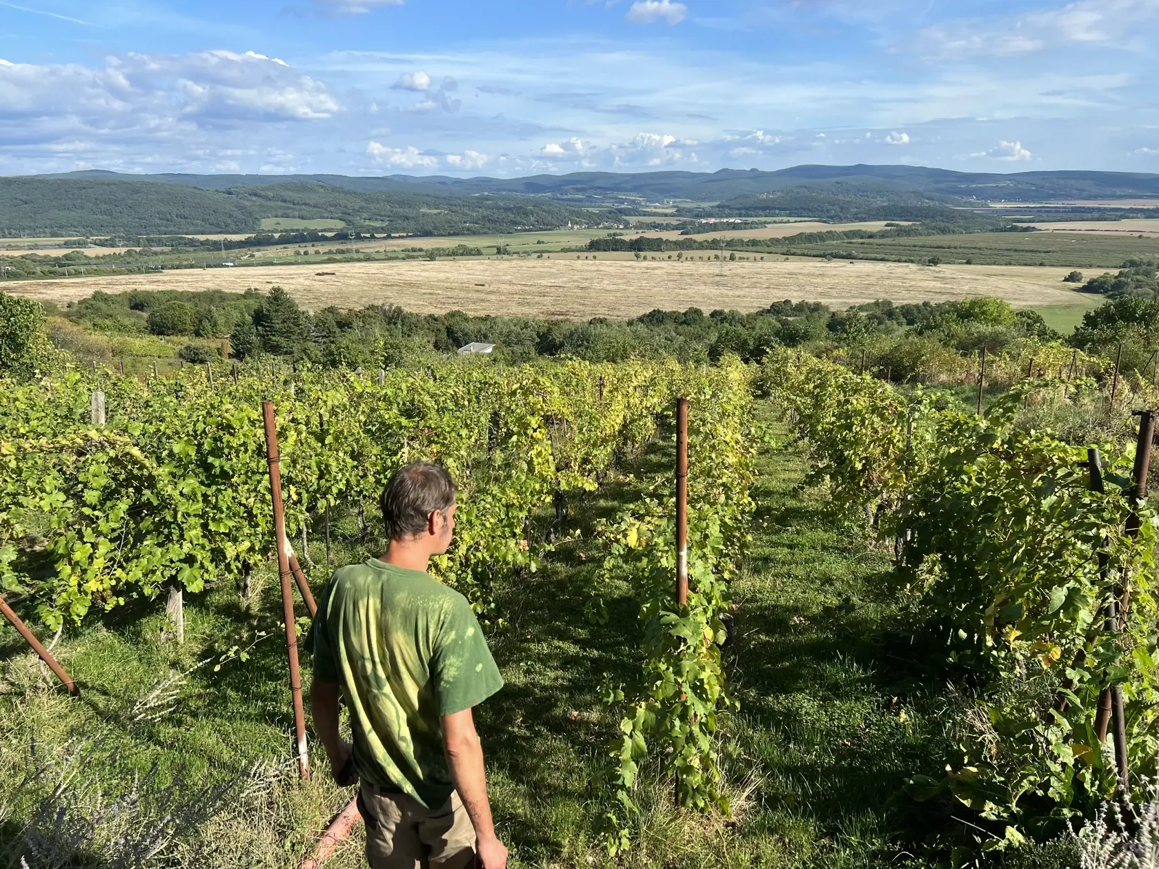 Burčiak sa môže vyrábať z rôznych odrôd hrozna, a to červených aj bielych. Vo všeobecnosti nie je stanovený žiadny konkrétny druh hrozna pre výrobu burčiaku, takže výber závisí od preferencií vinára a dostupnosti rôznych odrôd v danom regióne.