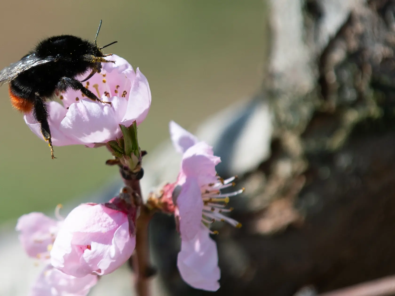 Na snímke čmeľ (Bombus) nazývaný tiež čmeliak a kvety na kvitnúcom strome broskyne (Prunus persica) v pestovateľskom areáli poľnohospodárskeho družstva v Čachticiach, okres Nové Mesto nad Váhom v pondelok 31. marca 2025. FOTO TASR - Martin Medňanský