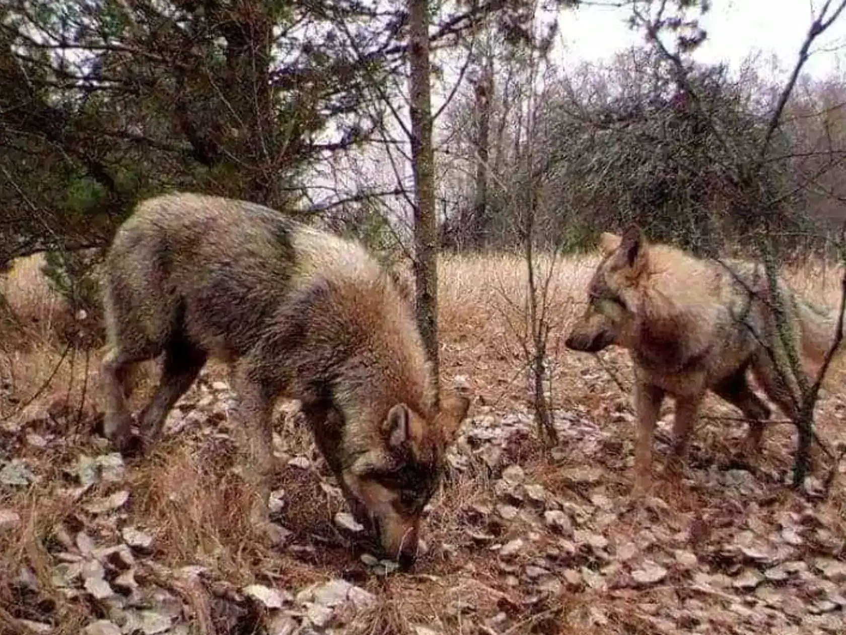 Zvieratá zachytené fotopascou v nebezpečnej zóne nevykazujú známky zmutovania.