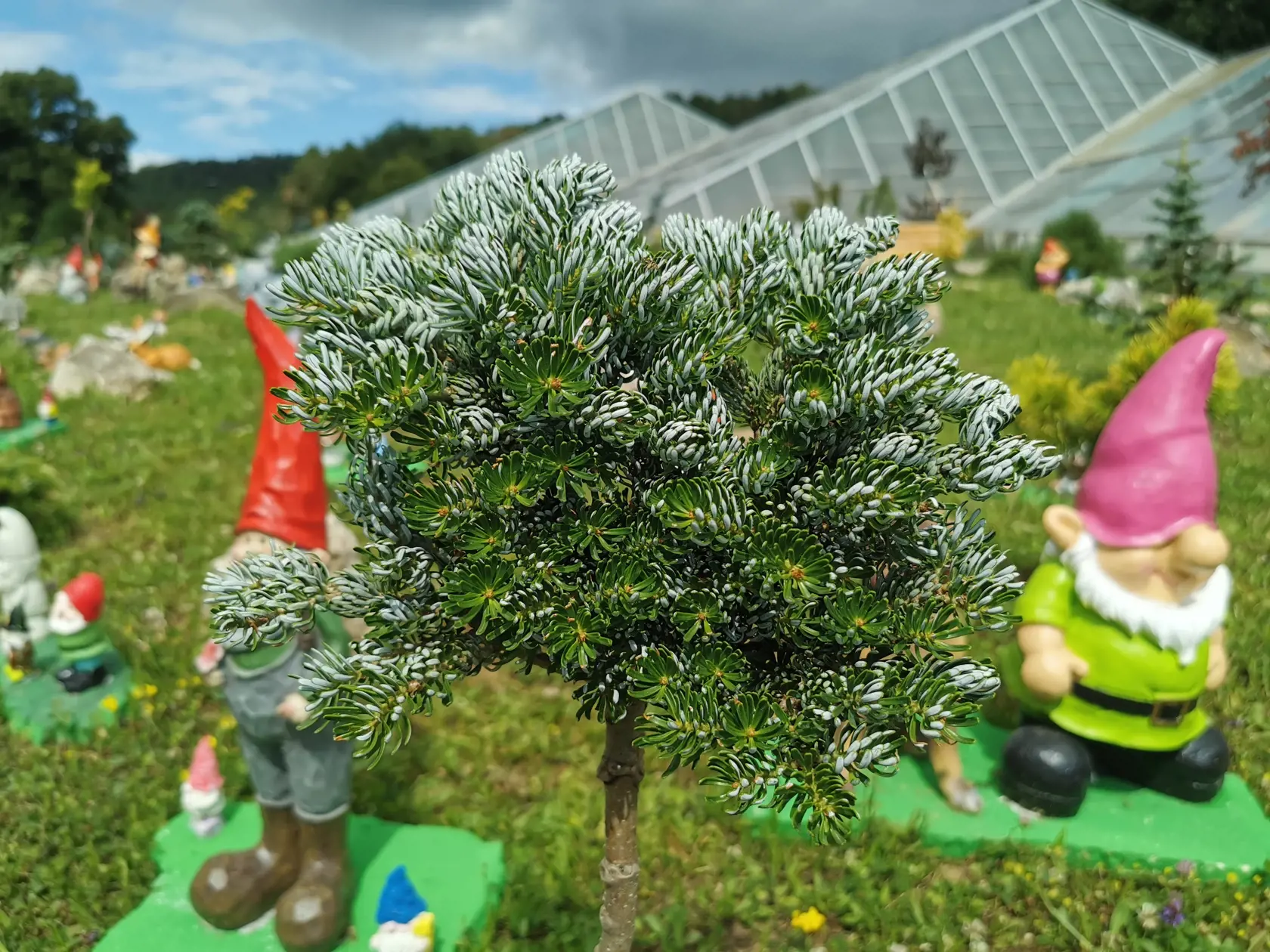 Trpaslíci majú krášliť areál, kde vysadili miniatúrne stromčeky.