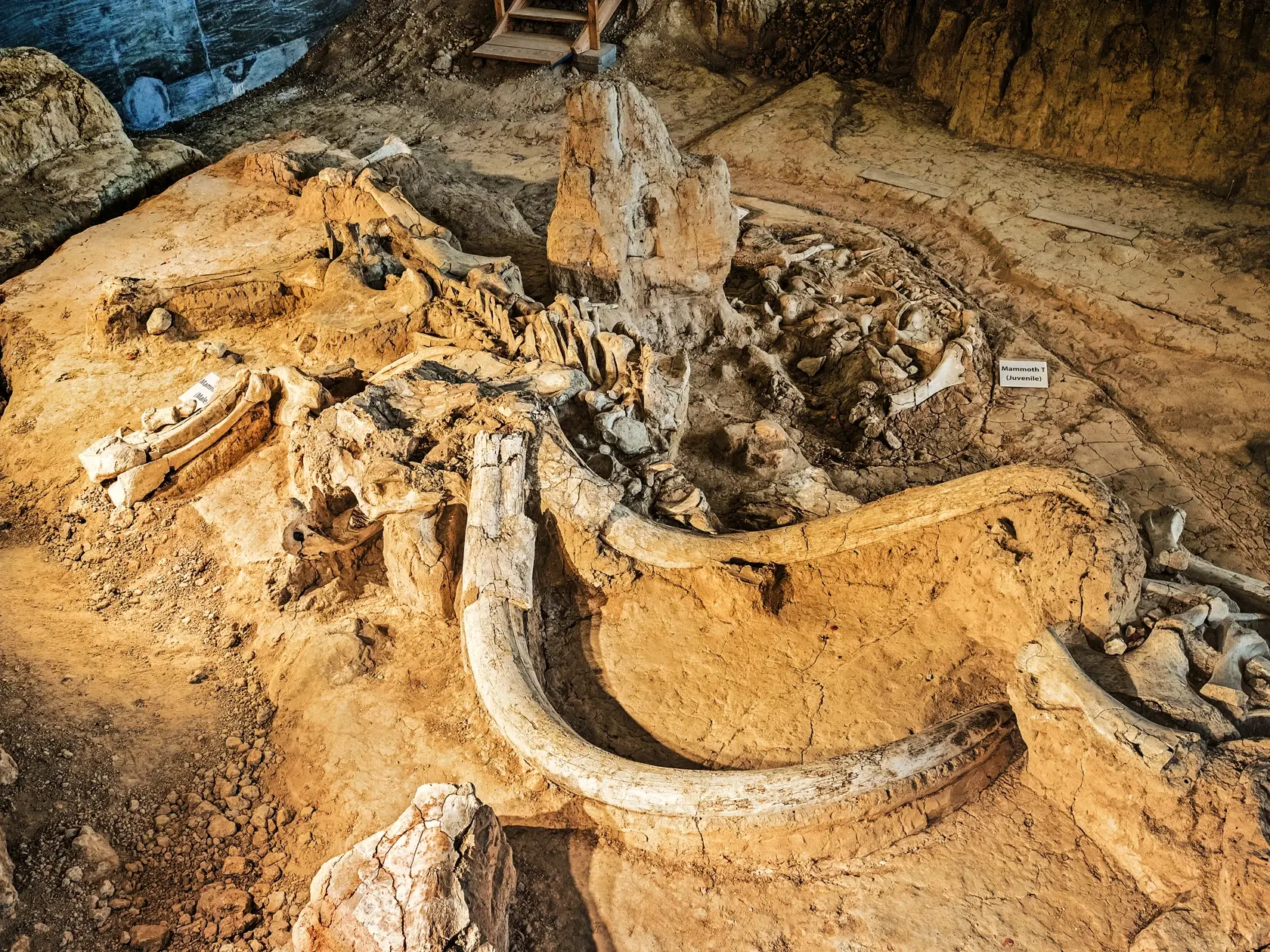 Dnes už nachádzame len kostrové pozostatky týchto prehistorických zvierat.