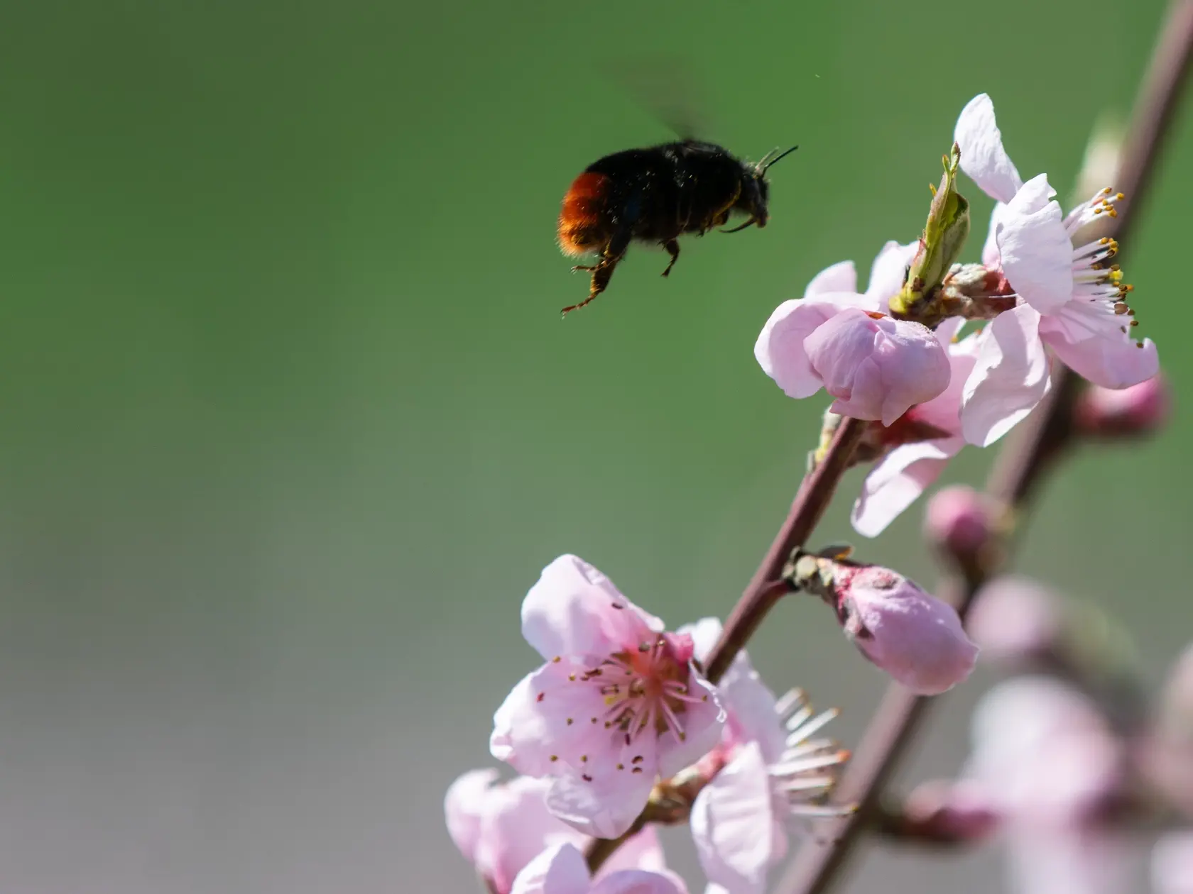Na snímke čmeľ (Bombus) nazývaný tiež čmeliak a kvety na kvitnúcom strome broskyne (Prunus persica) v pestovateľskom areáli poľnohospodárskeho družstva v Čachticiach, okres Nové Mesto nad Váhom v pondelok 31. marca 2025. FOTO TASR - Martin Medňanský