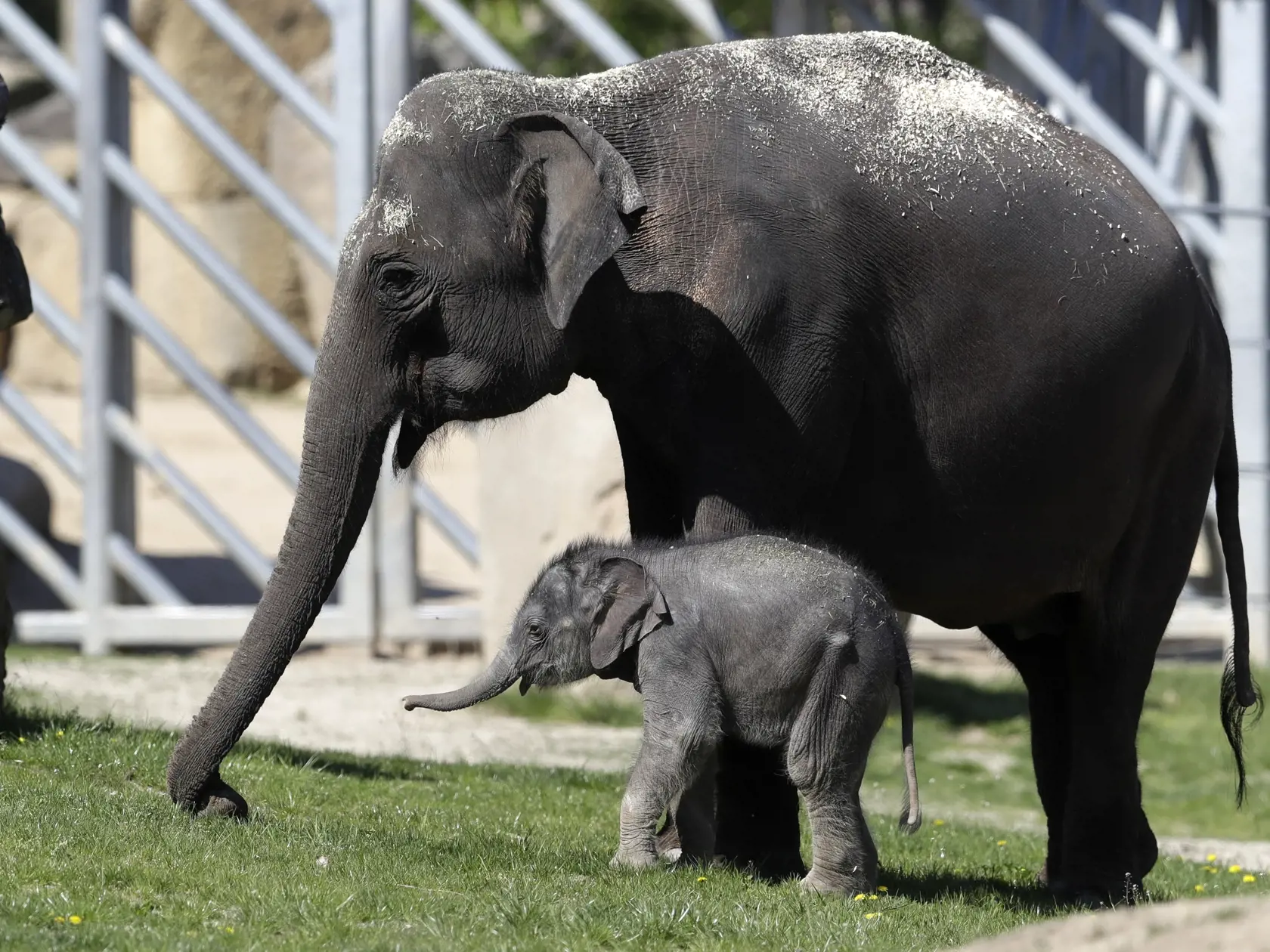 KK13 Praha  - Na snímke novonarodené mláďa slona ázijského kráča vo svojom výbehu v zoologickej záhrade v Prahe 21. apríla 2020. Mláďa sa narodilo 27. marca a zatiaľ nemá meno. Zoologická záhrada je pre verejnosť uzavretá, aby sa zabránilo šíreniu nového koronavírusu. FOTO TASR/AP
A new born baby Asian elephant walks in its enclosure at the Prague Zoo, Czech Republic, Tuesday, April 21, 2020. The female calf was born on March 27, and its yet to be named. The zoo has been closed for public in aff