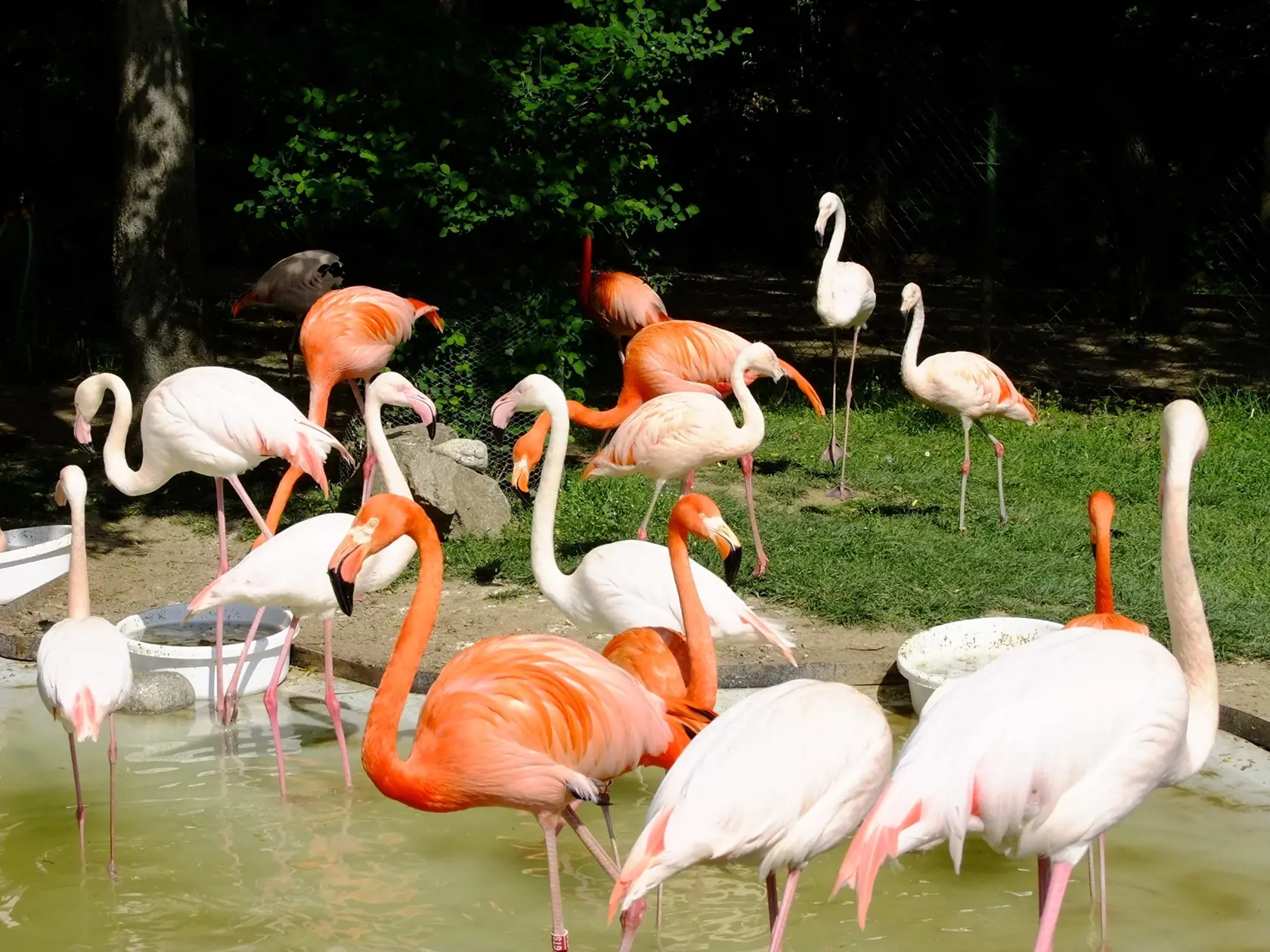 Pýchou košickej zoo sú aj tieto nádherne sfarbené plameniaky.