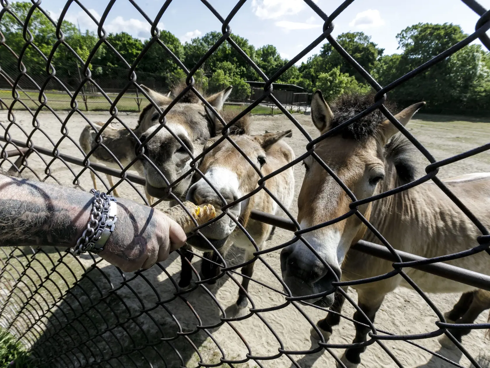 Od 6. mája 2020 sa spustila naraz druhá a tretia fáza otvárania prevádzok, ktorá zahrnula aj vonkajšie turistické atrakcie (hrady, zámky, ZOO a podobne) vzhľadom na dobrý vývoj so šírením nového koronavírusu na Slovensku. Na snímke chovateľ kŕmi kone Przewalského počas znovuotvorenia zoologickej záhrady v Bratislave 6. mája 2020. FOTO TASR – Dano Veselský