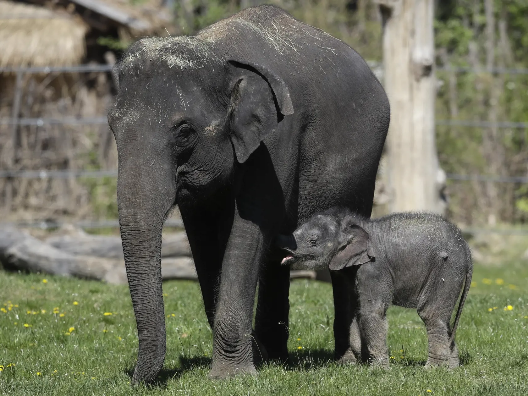 KK12 Praha  - Na snímke novonarodené mláďa slona ázijského kráča vo svojom výbehu v zoologickej záhrade v Prahe 21. apríla 2020. Mláďa sa narodilo 27. marca a zatiaľ nemá meno. Zoologická záhrada je pre verejnosť uzavretá, aby sa zabránilo šíreniu nového koronavírusu. FOTO TASR/AP
A new born baby Asian elephant walks in its enclosure at the Prague Zoo, Czech Republic, Tuesday, April 21, 2020. The female calf was born on March 27, and its yet to be named. The zoo has been closed for public in aff