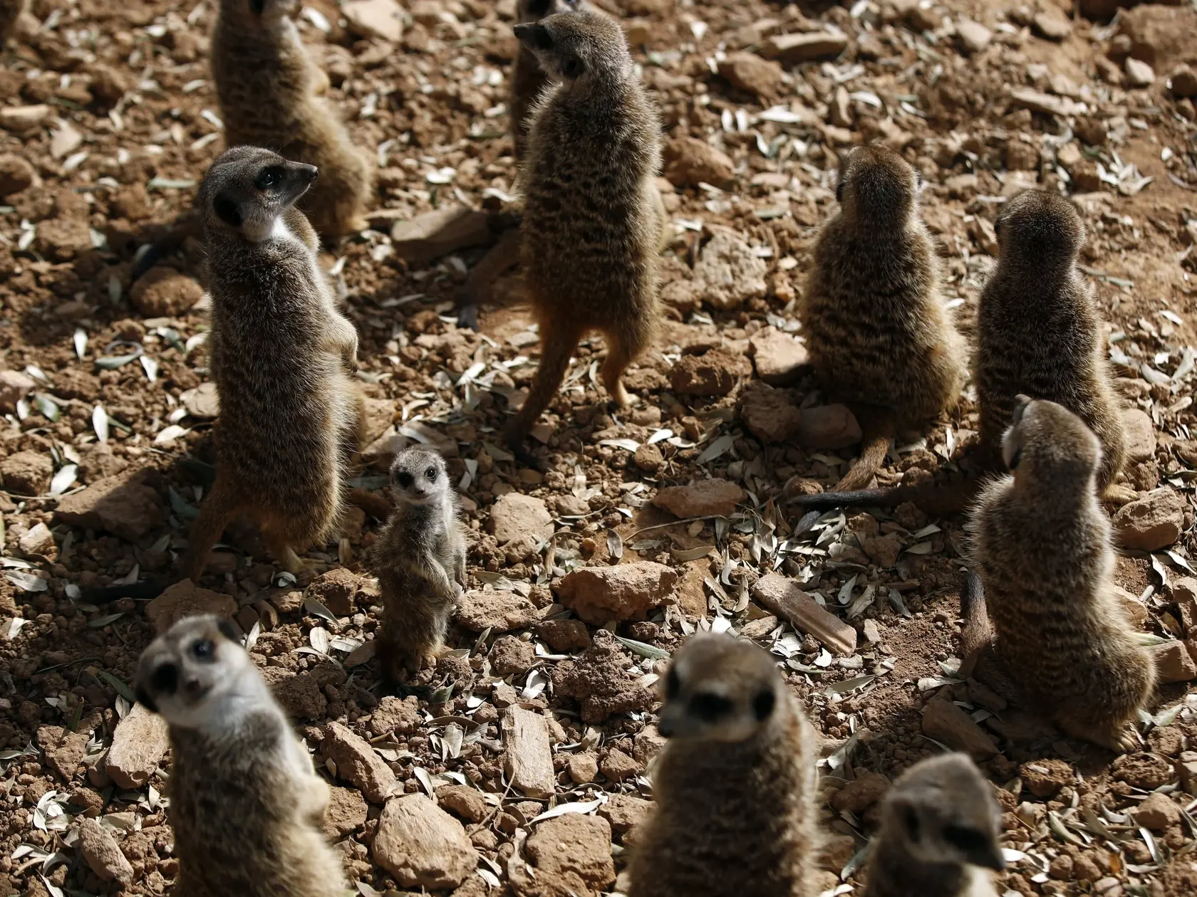 KK12 Atény - Novonarodená surikata, ktorá sa narodila počas pandémie koronavírusu, stojí medzi ostatnými v zatvorenej zoologickej záhrade v Aténach 23. apríla 2020. FOTO TASR/AP
A newborn a meerkat stands among others inside the shuttered Attica Zoological Park, in Spata, east of Athens, on Thursday, April 23, 2020. Four meerkats were born after the site was closed to the public as part of health restrictions for the new coronavirus pandemic. The government is planning next week to ease restrict