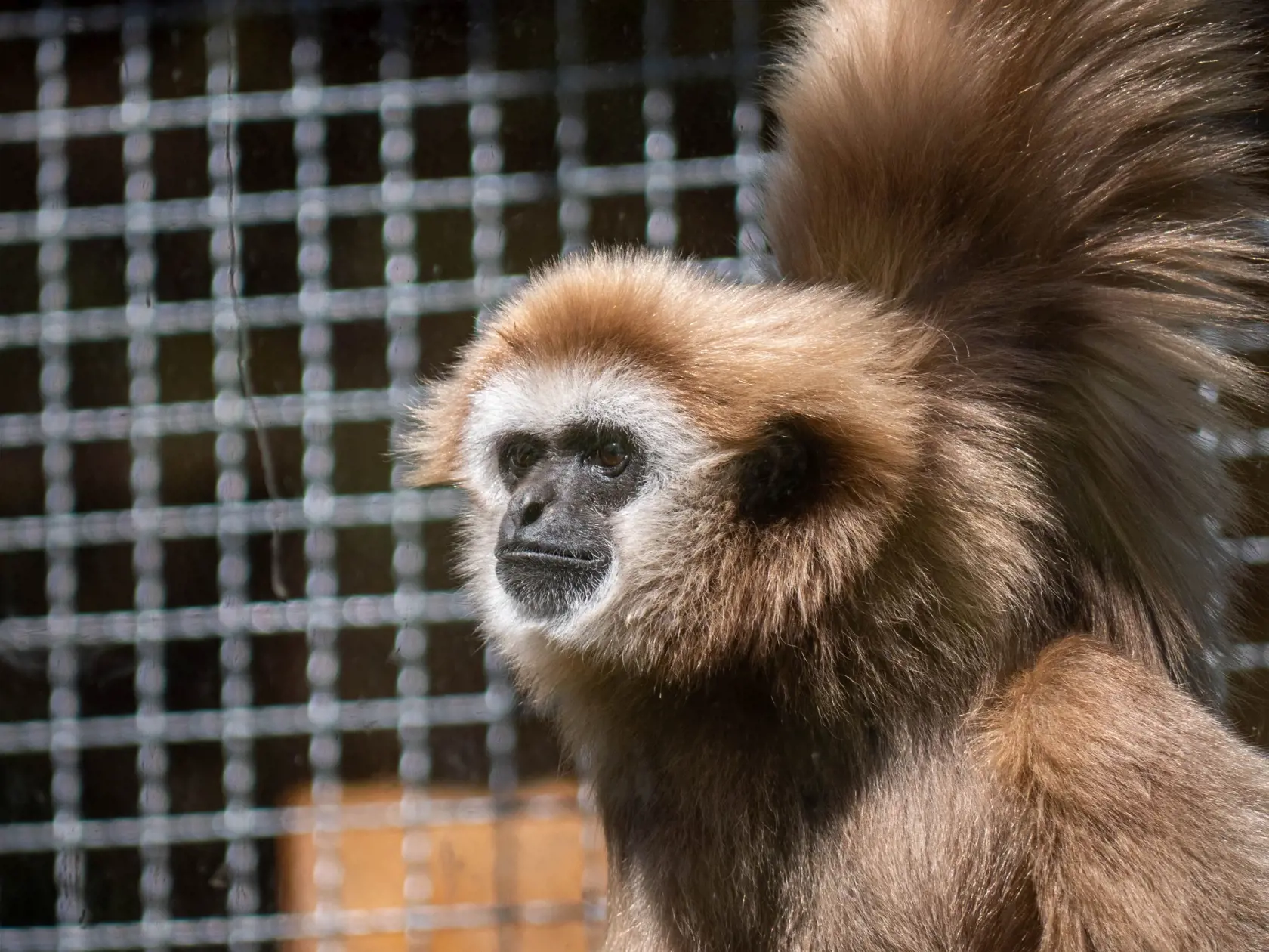 NAJMENŠIA Spišskonovoveská zoo je najmenšou zoologickou záhradou na Slovensku. Dôsledky koronakrízy cíti najtvrdšie.
