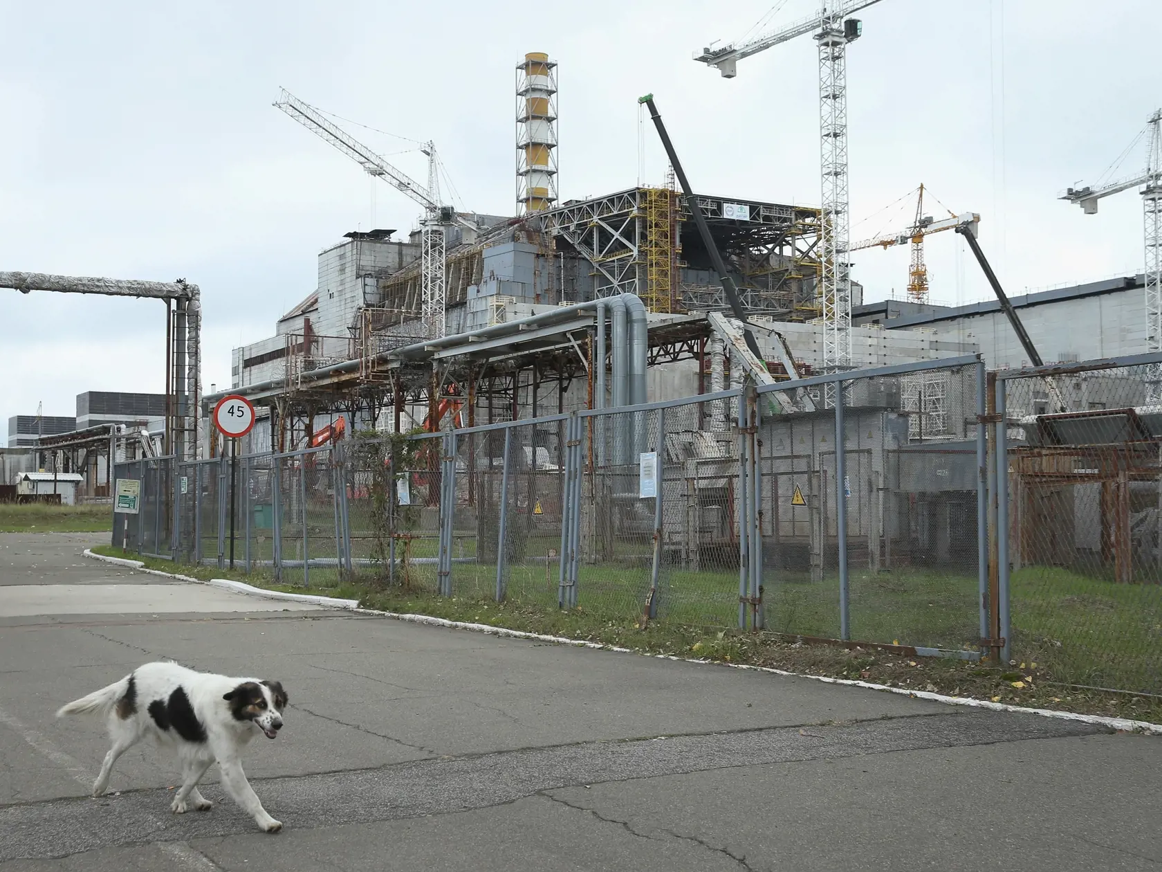 CHORNOBYL, UKRAINE - SEPTEMBER 29:  A stray dog dubbed Ivanich by local employees walks past the remains of reactor number four at the former Chernobyl nuclear power plant on September 29, 2015 near Chornobyl, Ukraine. On April 26, 1986, technicians at Chernobyl conducting a test inadvertently caused reactor number four, which contained over 200 tons of uranium, to explode, flipping the 1,200 ton lid of the reactor into the air and sending plumes of highly radioactive particles and debris into t
