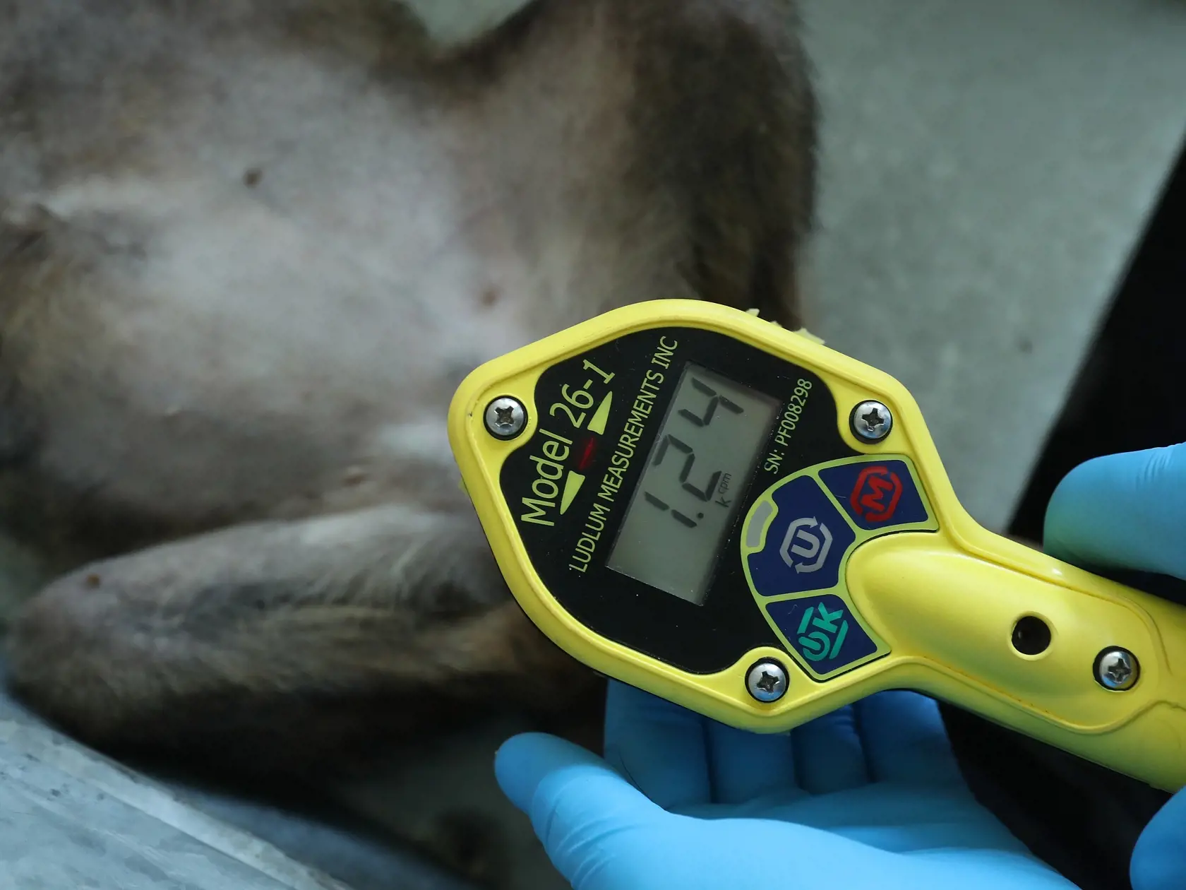 CHORNOBYL, UKRAINE - AUGUST 17:  A "frisker" Geiger counter used to measure radiation shows a reading of 1240 counts, approximately 20 times higher than normal, on the paws of an anesthetized stray female dog at a makeshift veterinary clinic operated by The Dogs of Chernobyl initiative inside the Chernobyl exclusion zone on August 17, 2017 in Chornobyl, Ukraine. An estimated 900 stray dogs live in the exclusion zone, many of them likely the descendants of dogs left behind following the mass evac