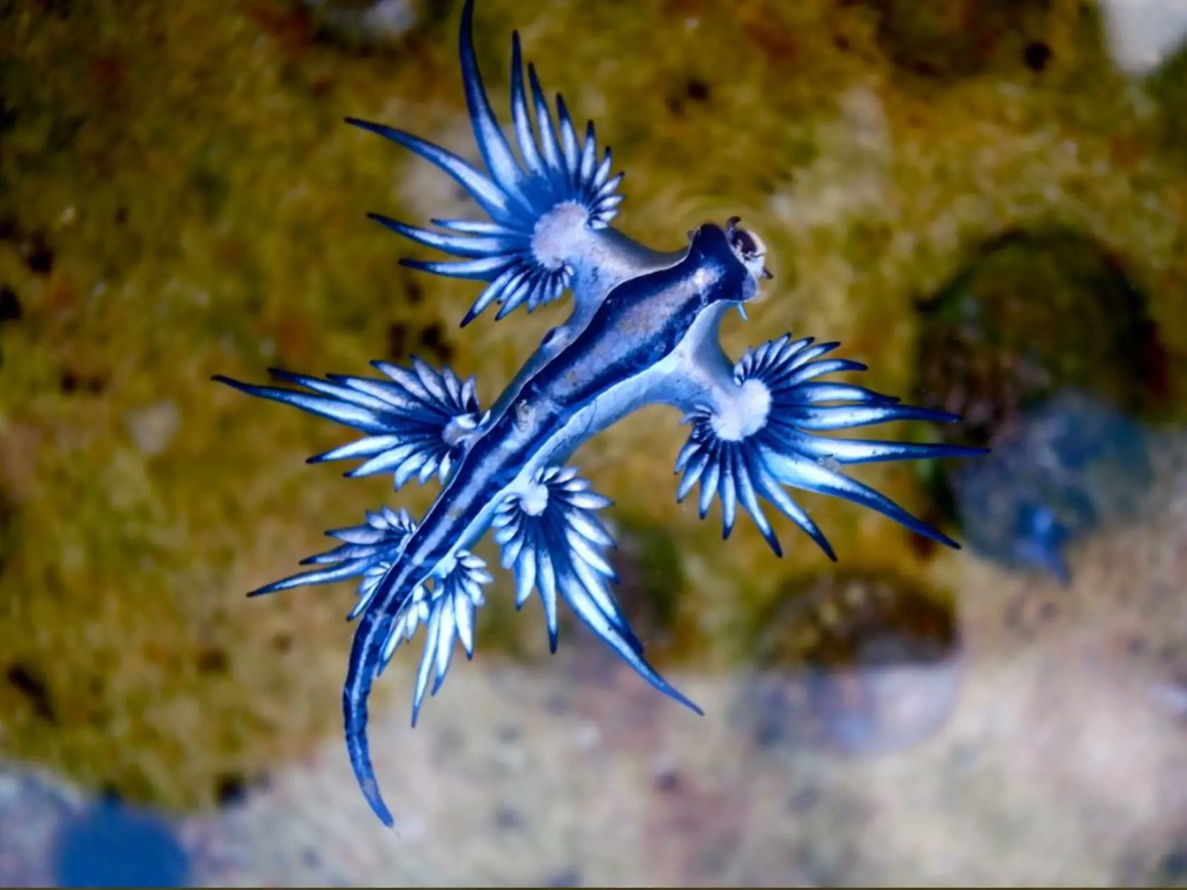 Vzácny morský slimák Glaucus atlanticus.  Ľudia ho zväčša vidia iba vtedy, ak ho vyplaví na pobrežie