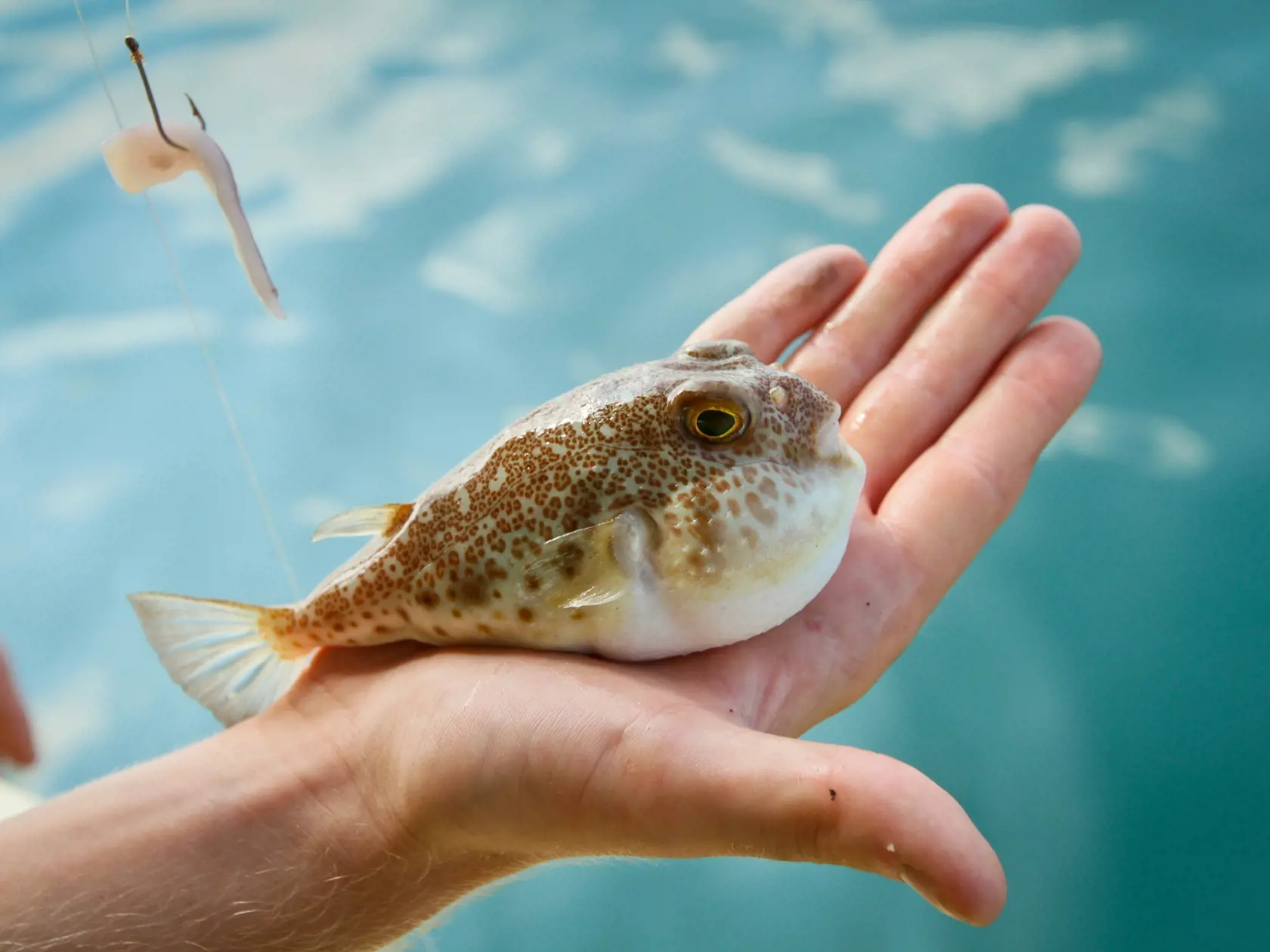 Na prvý pohľad pôsobí štvorzubec, ryba fugu, nevinne.