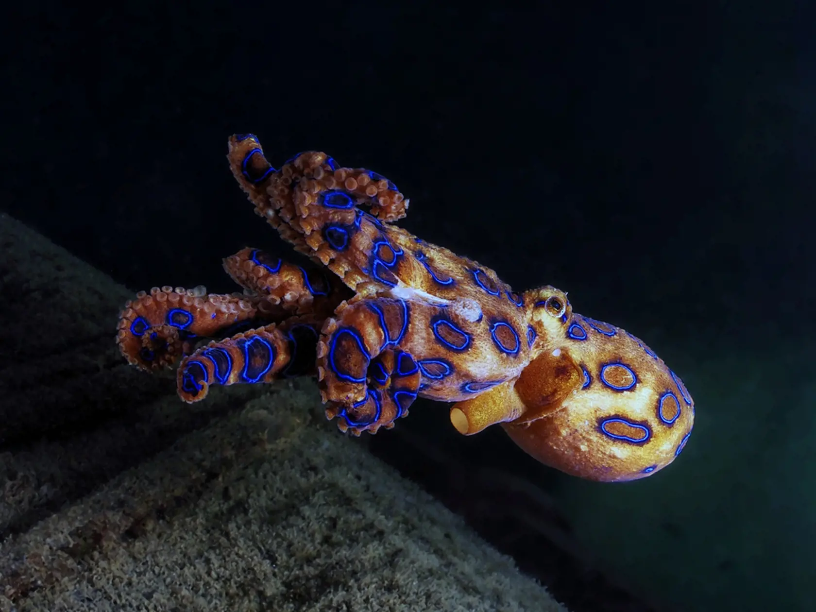 The,Deadly,Blue,Ringed,Octopus