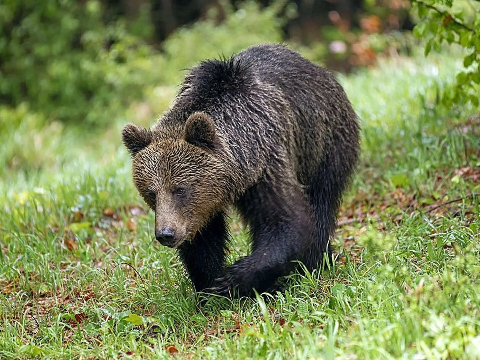 Muža napadla statná šelma hlboko v lese.