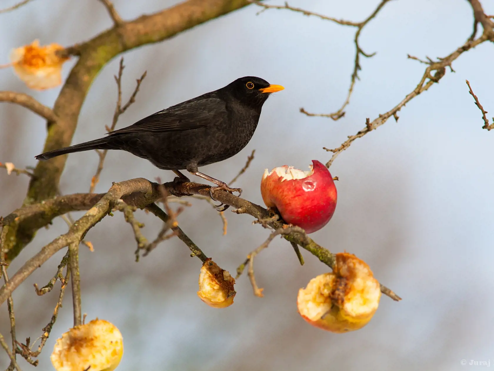 Drozd čierny – Turdus merula