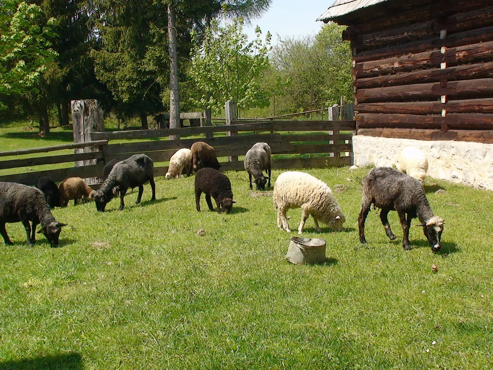 Kvalita bryndze sa odvíja od dobrej paše.