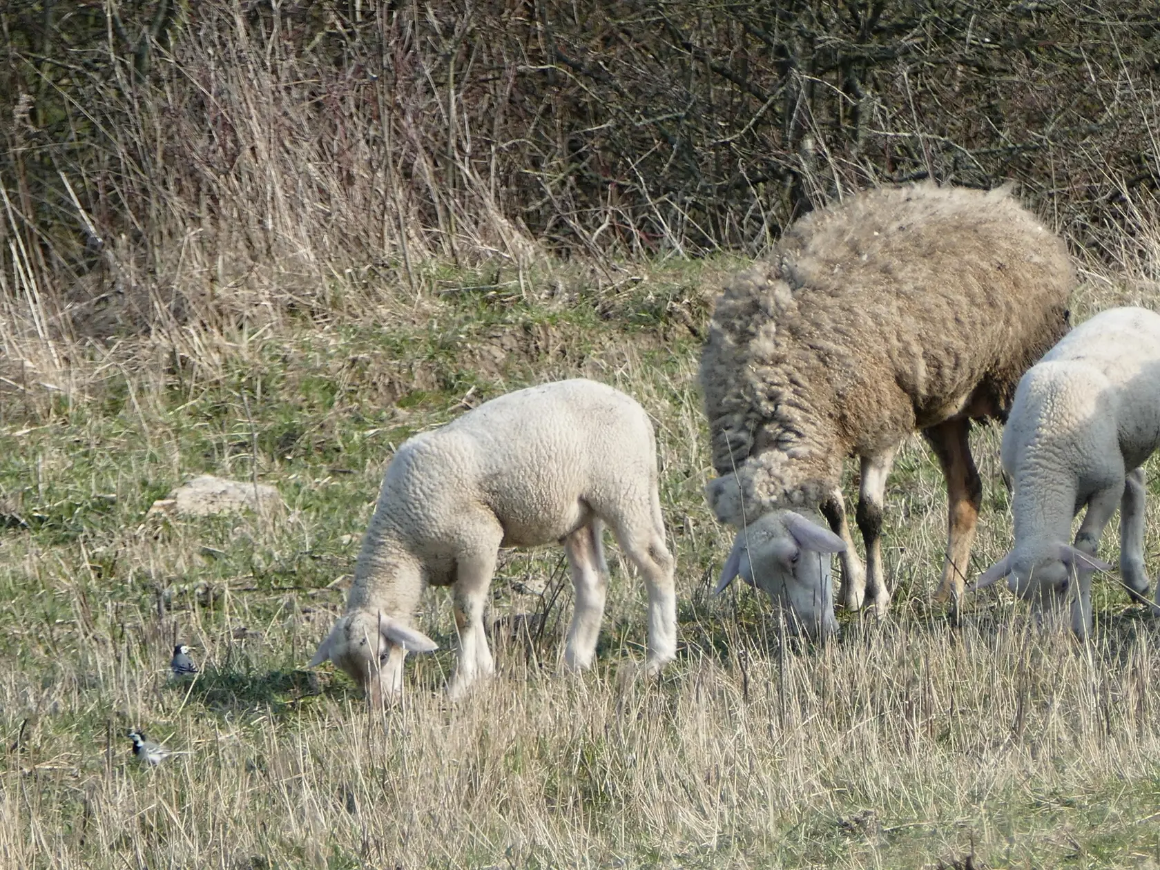 Na snímke ovce na paši na pasienkoch v lokalite Strečno pri Žiline v sobotu 4. apríla 2020. FOTO TASR - Erika Ďurčová